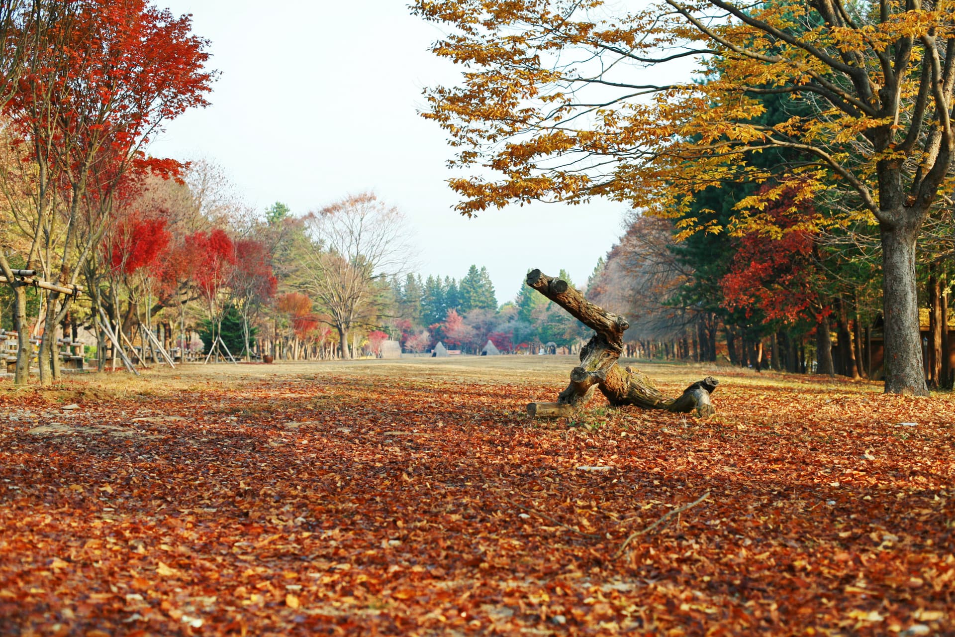 Nami Island Shuttle Bus Transfers from Seoul - სურათი 3