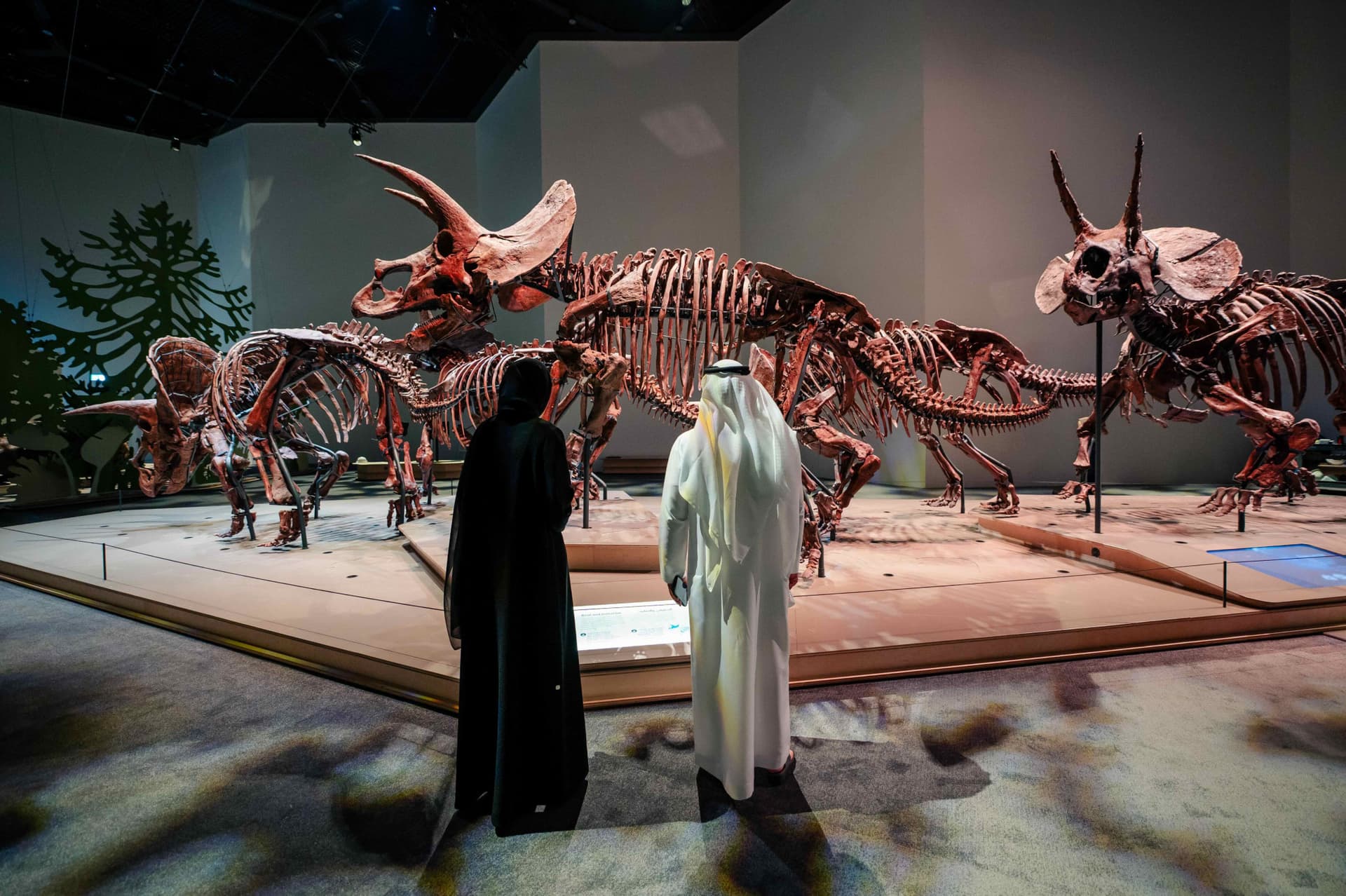 Natural History Museum Abu Dhabi Ticket - მთავარი სურათი
