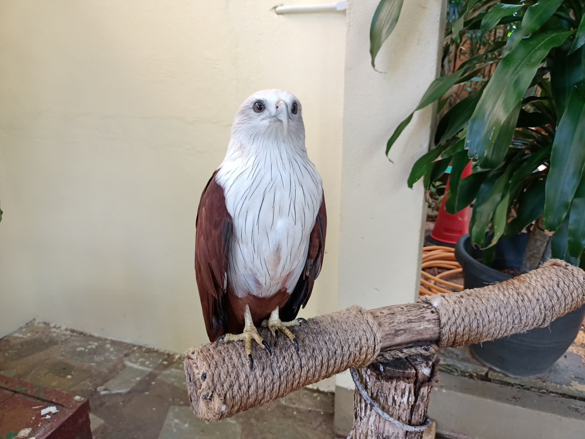 Langkawi Wildlife Park - სურათი 8