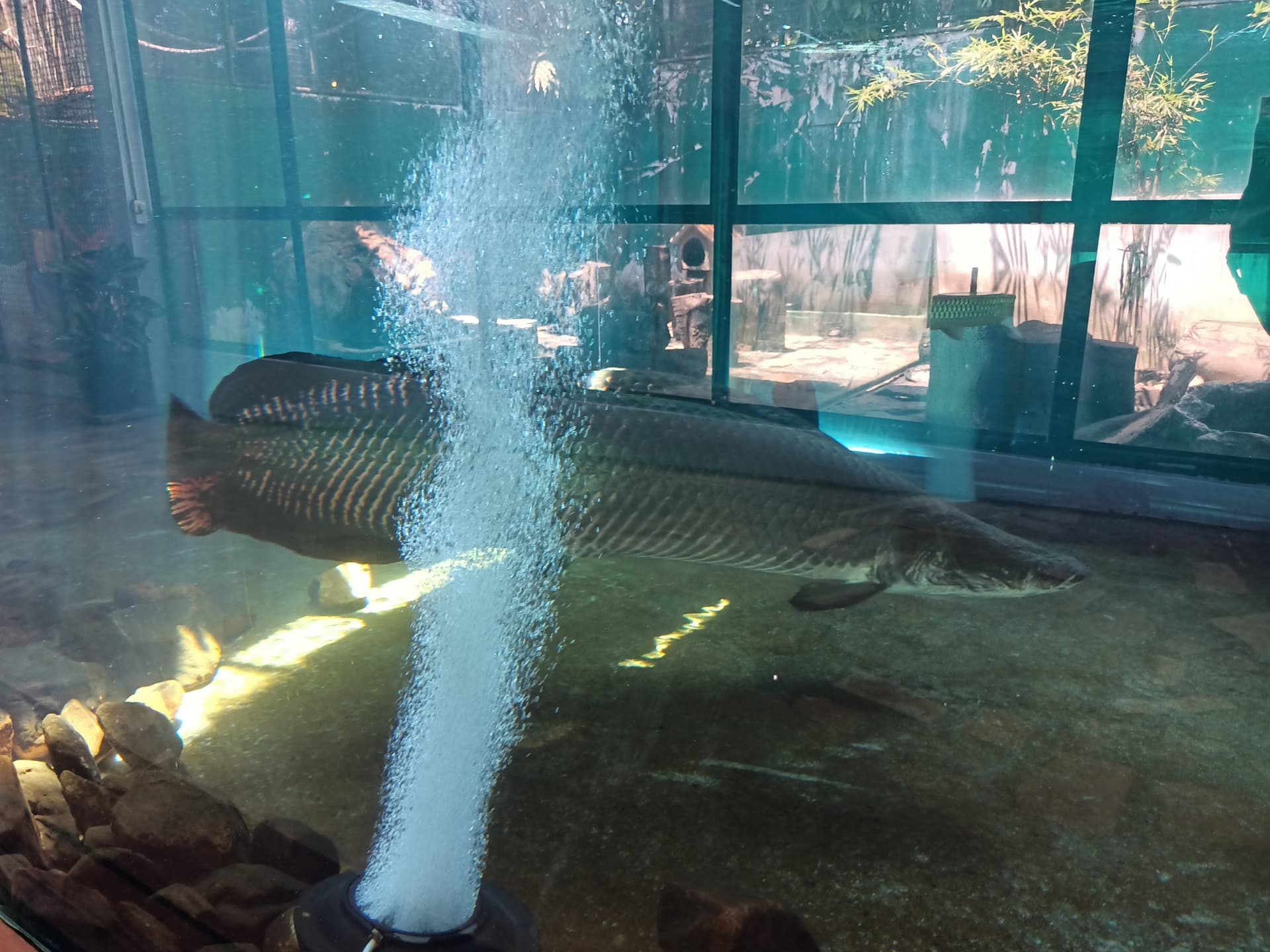 Langkawi Wildlife Park - სურათი 15