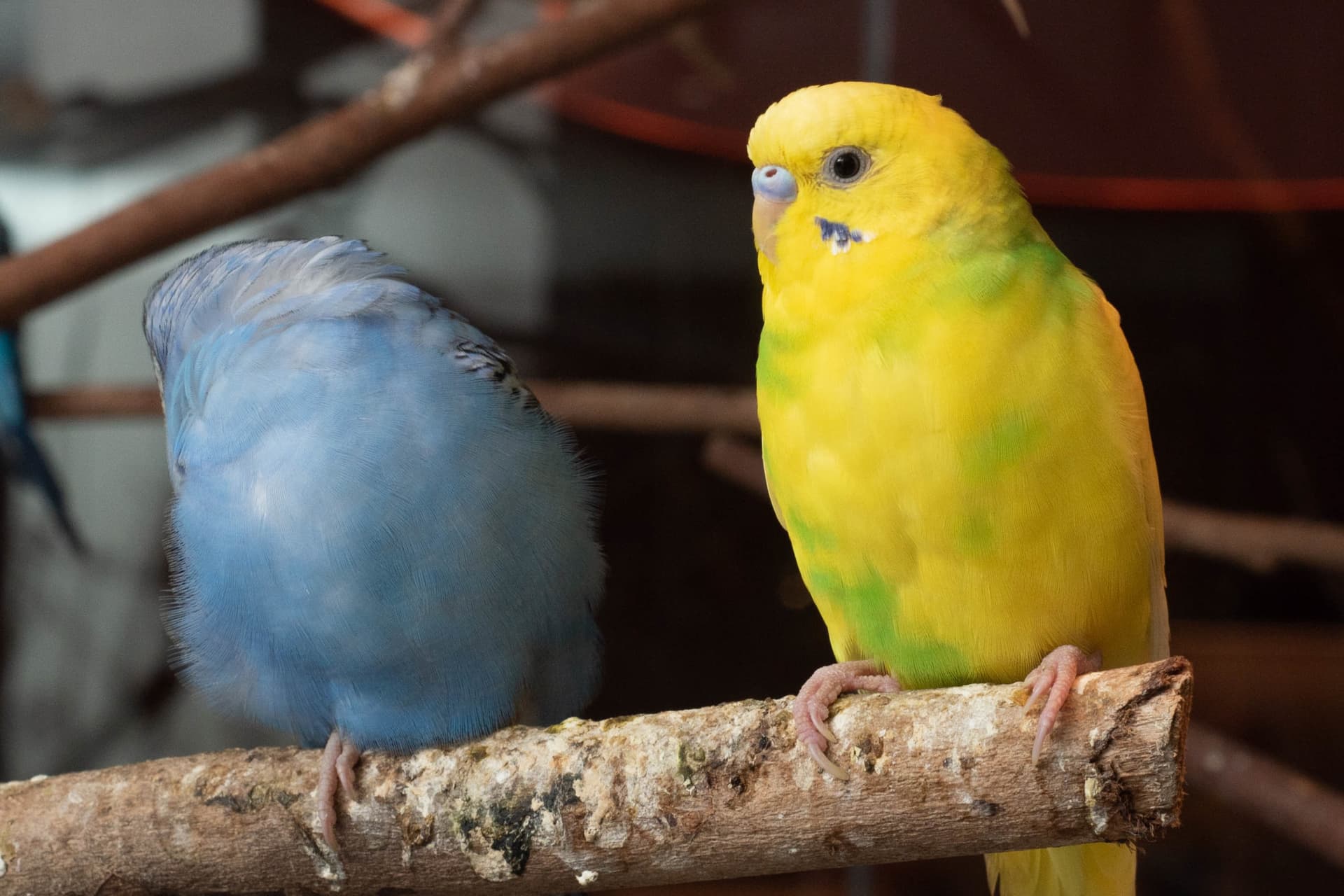 Just Farm Indoor Zoo Kuala Lumpur  (Previously Known As Just Pets Megastore) - სურათი 17