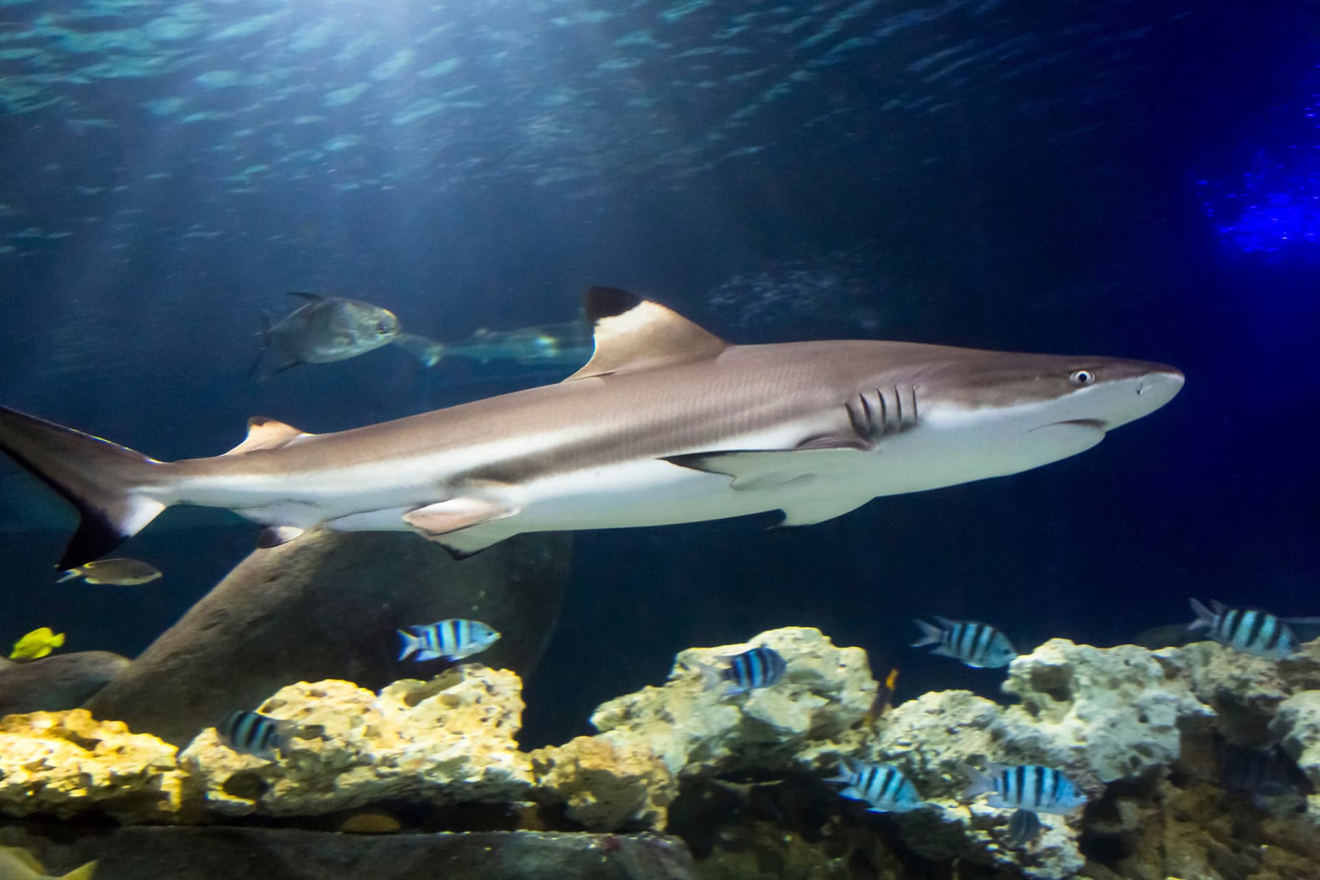 SEA LIFE Hannover Aquarium Ticket - სურათი 4