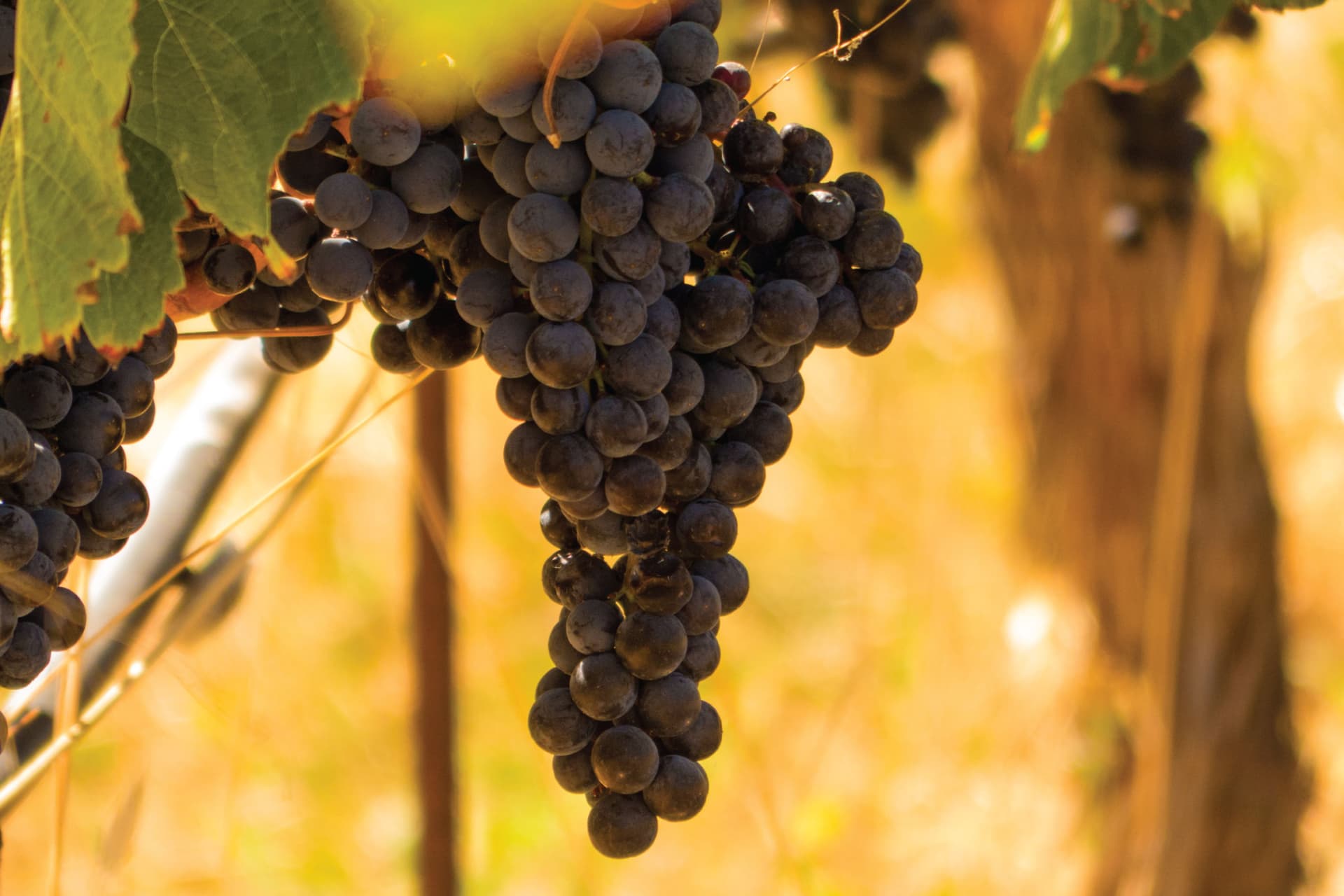 San Francisco Full-Day Wine Country Tour - სურათი 7