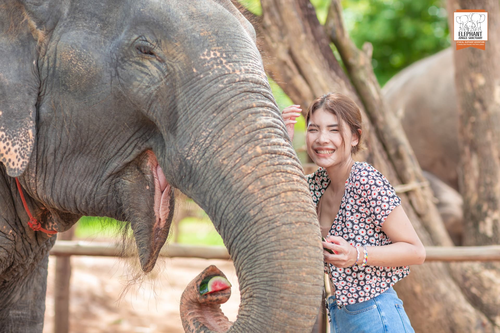 Elephant Jungle Sanctuary Phuket - სურათი 2