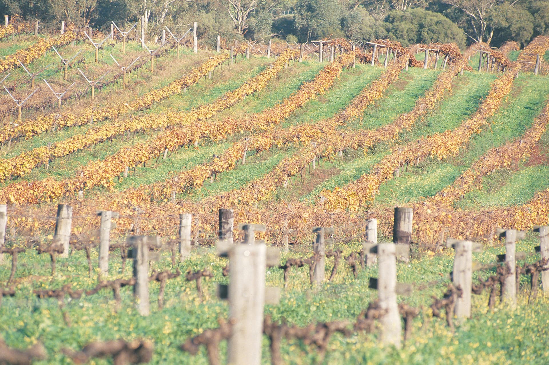 Swan Valley Half-Day Coach Tour with Wine and Chocolate Tasting - სურათი 8