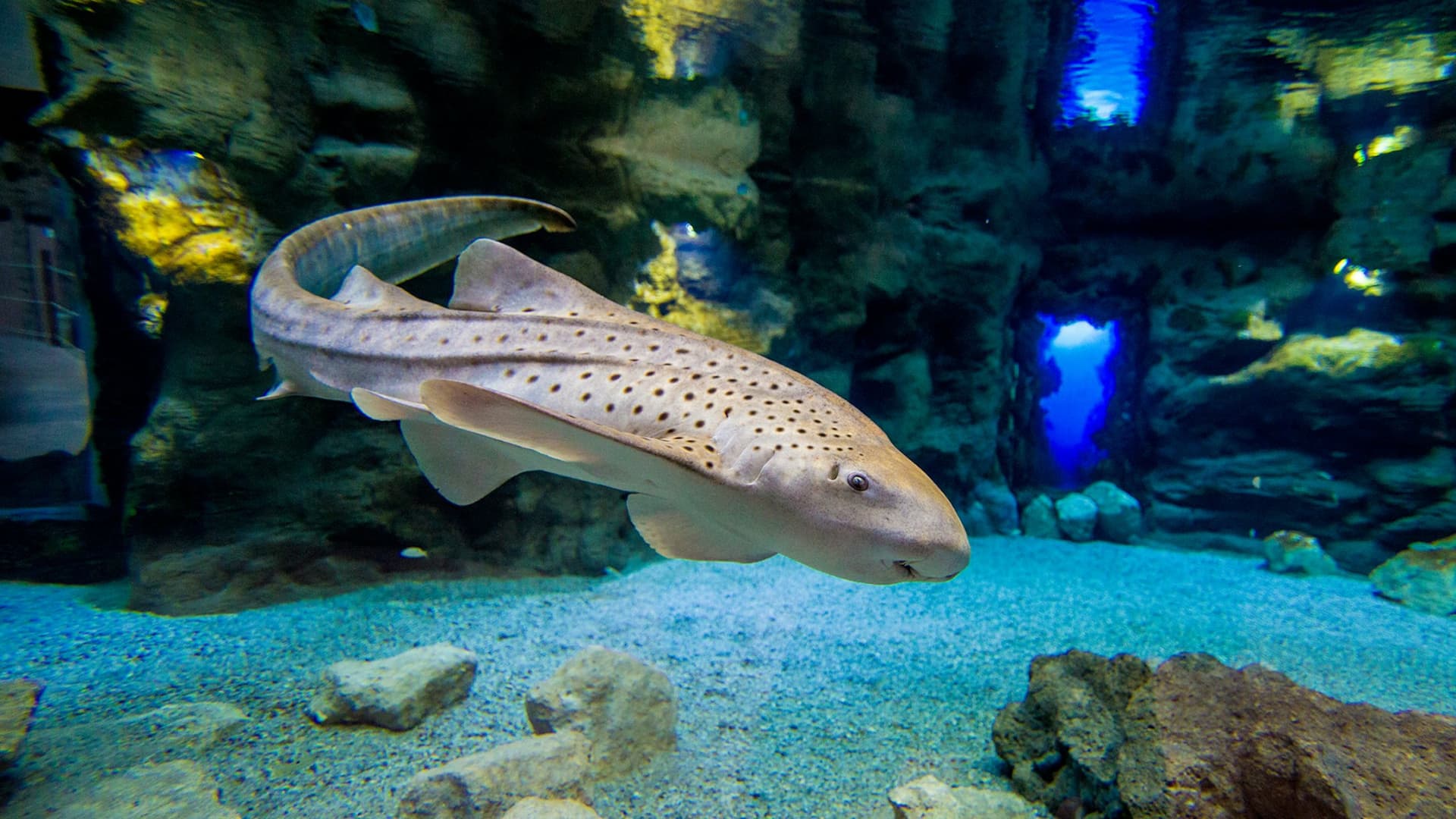 Poema del Mar - Aquarium Gran Canaria: Skip The Line Ticket - სურათი 5