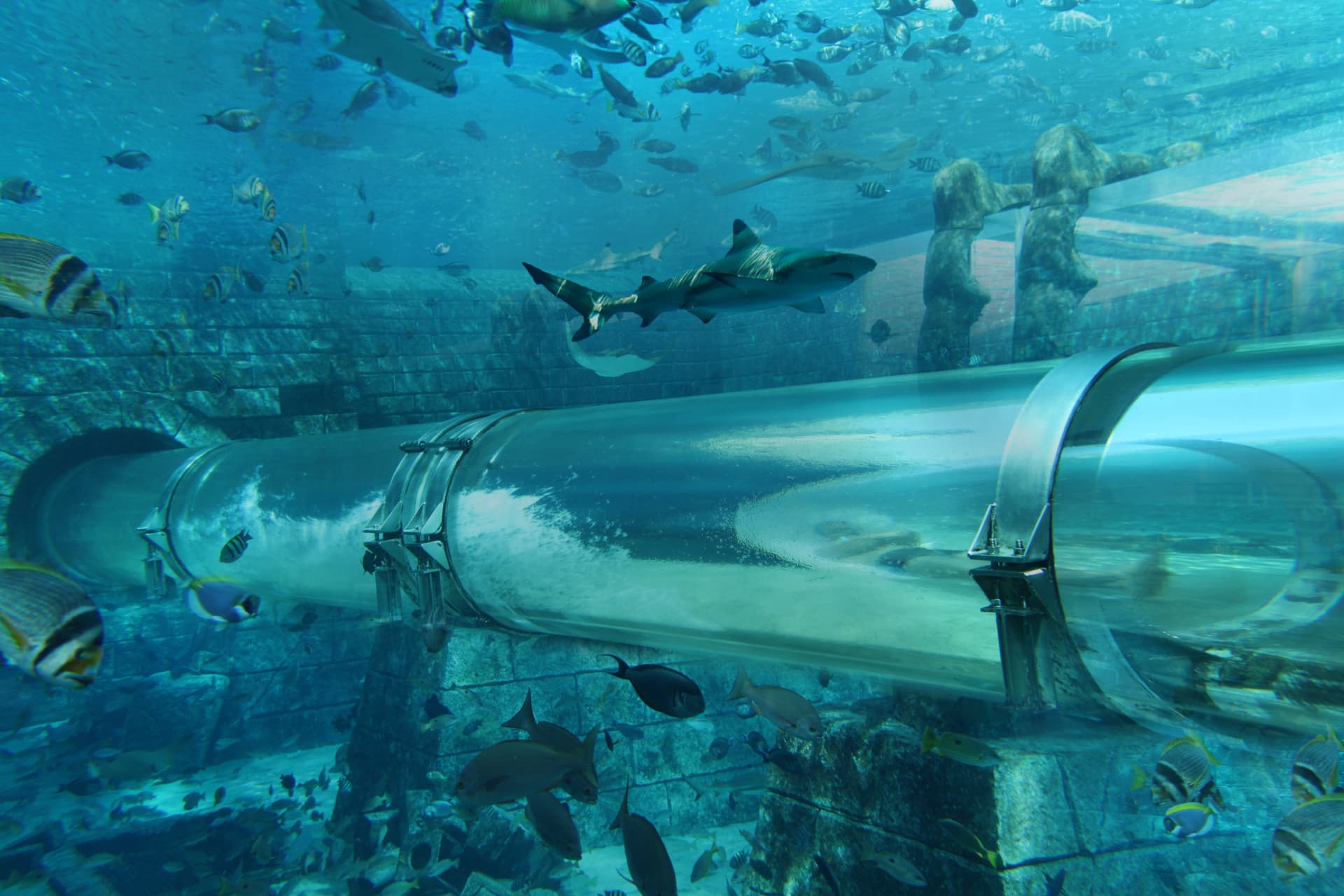 Atlantis Aquaventure World Dubai - The Lost World Aquarium Ticket - სურათი 12