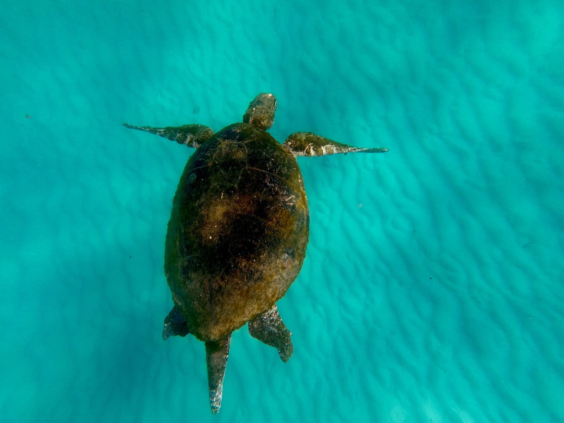 Moreton Island 1-Day Adventure Tour with Kayaking and Sandboarding - სურათი 18