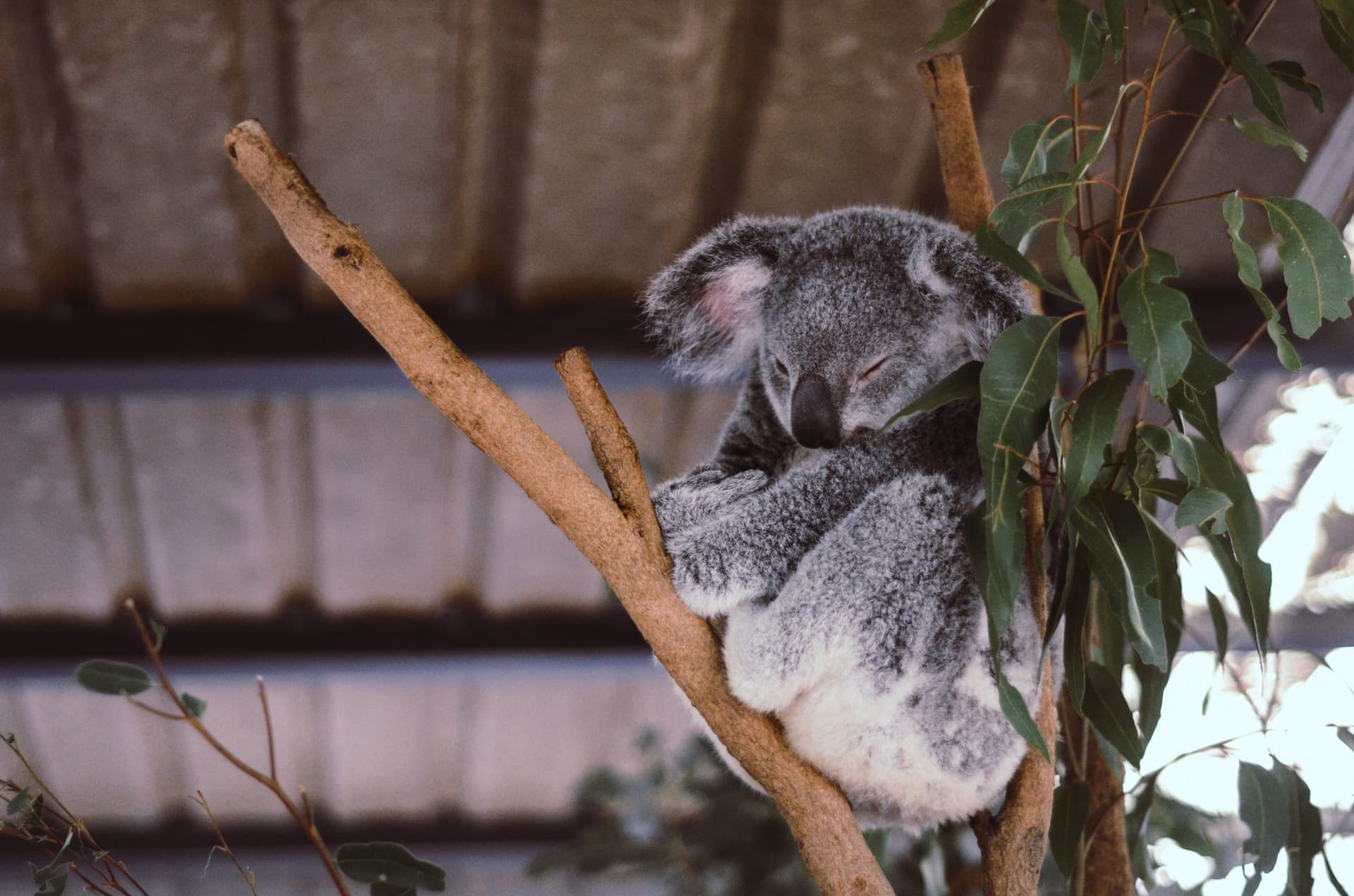 Lone Pine Koala Sanctuary Entry Ticket with Cruise from Brisbane City - სურათი 7