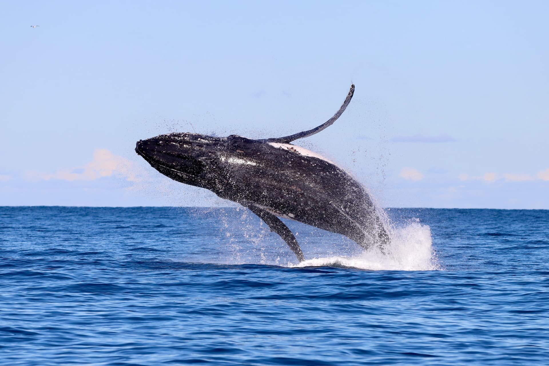 Newcastle Whale Watching Cruise aboard CoastXP - სურათი 4