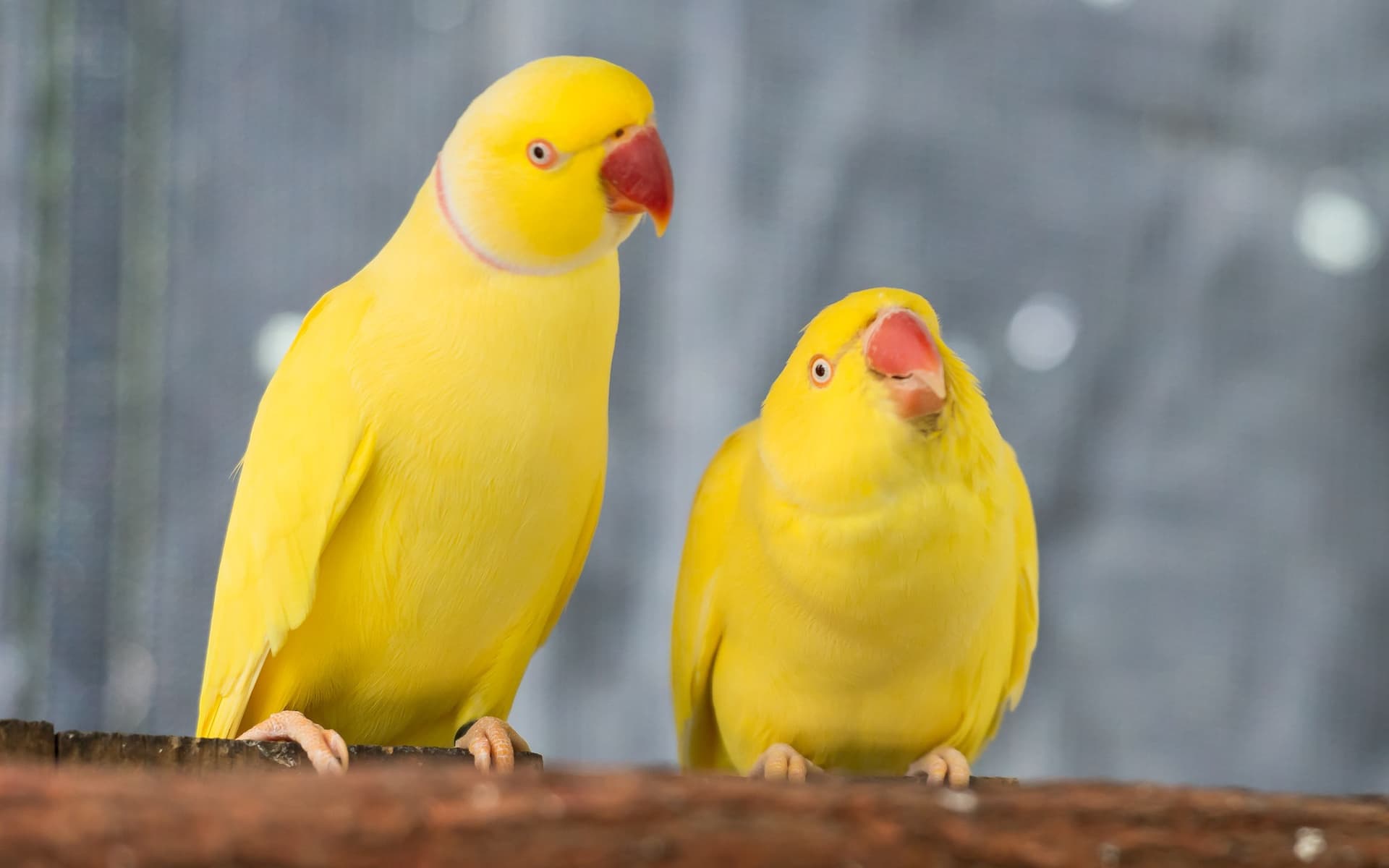 Birdworld Kuranda - სურათი 4