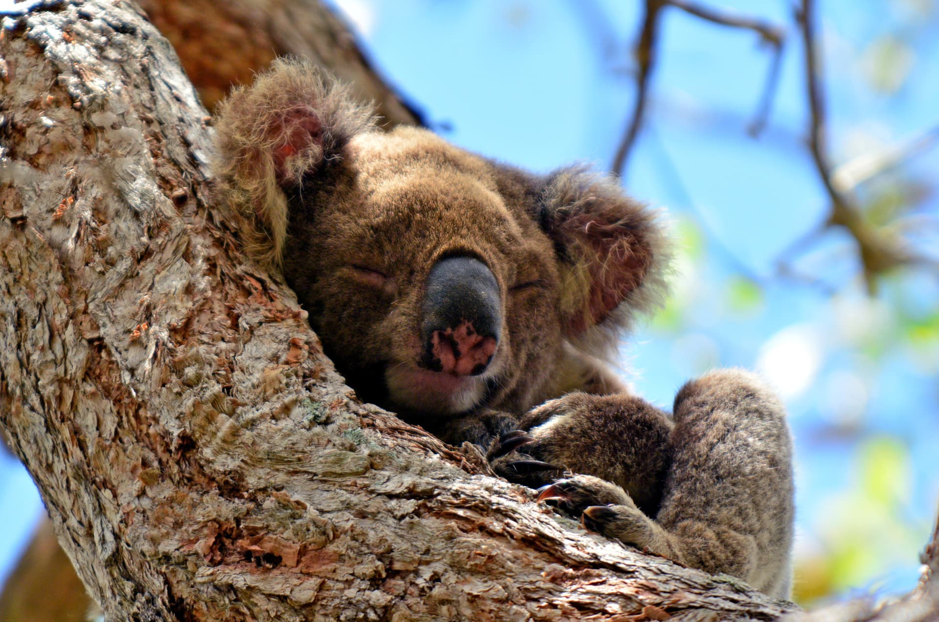 Gold Coast Full-Day Tour From Brisbane - სურათი 13