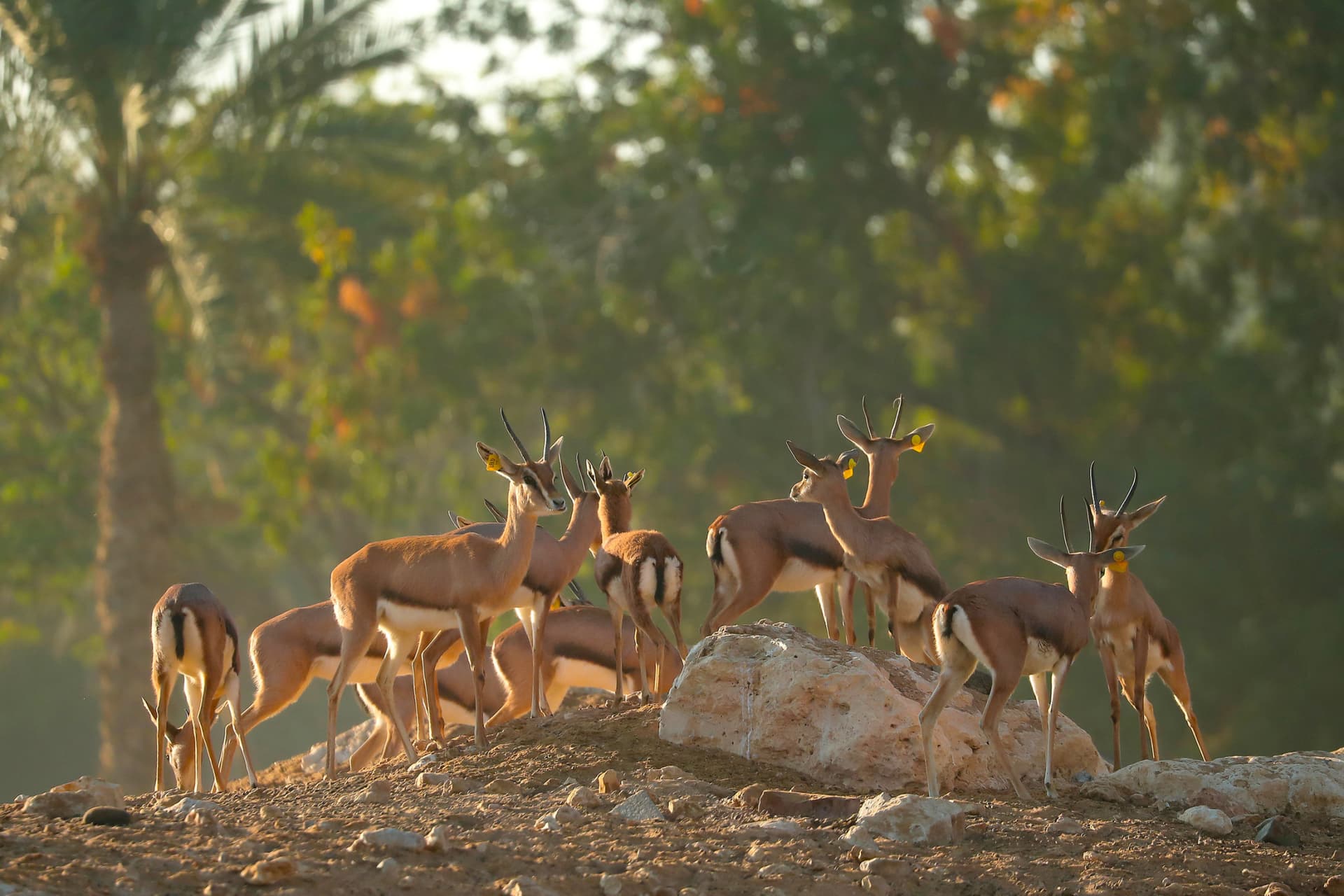 Al Ain Zoo Abu Dhabi Ticket - მთავარი სურათი