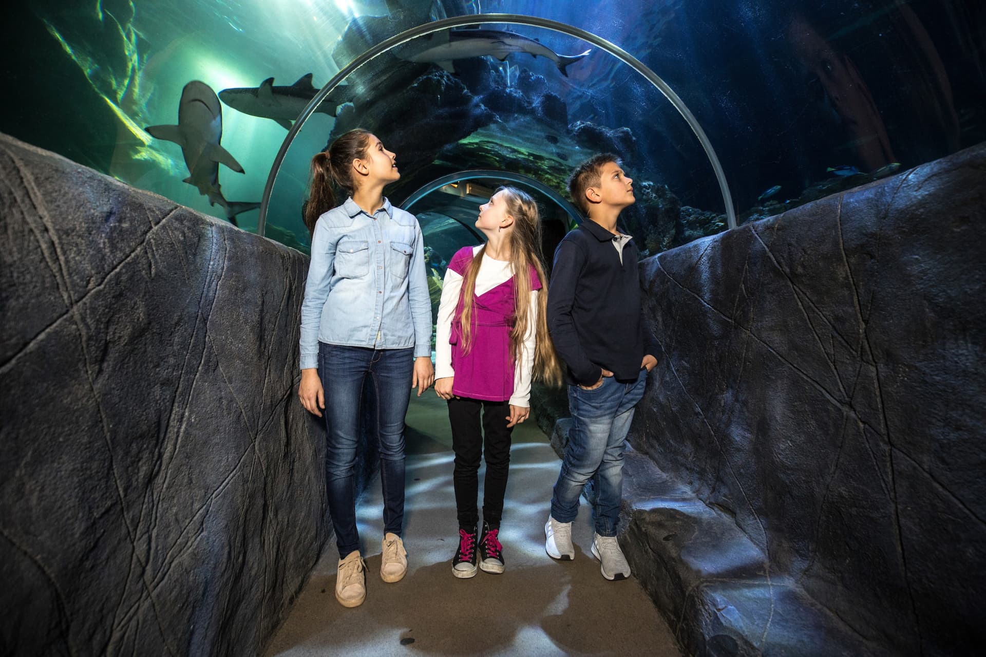 SEA LIFE Munich Aquarium Ticket - სურათი 2