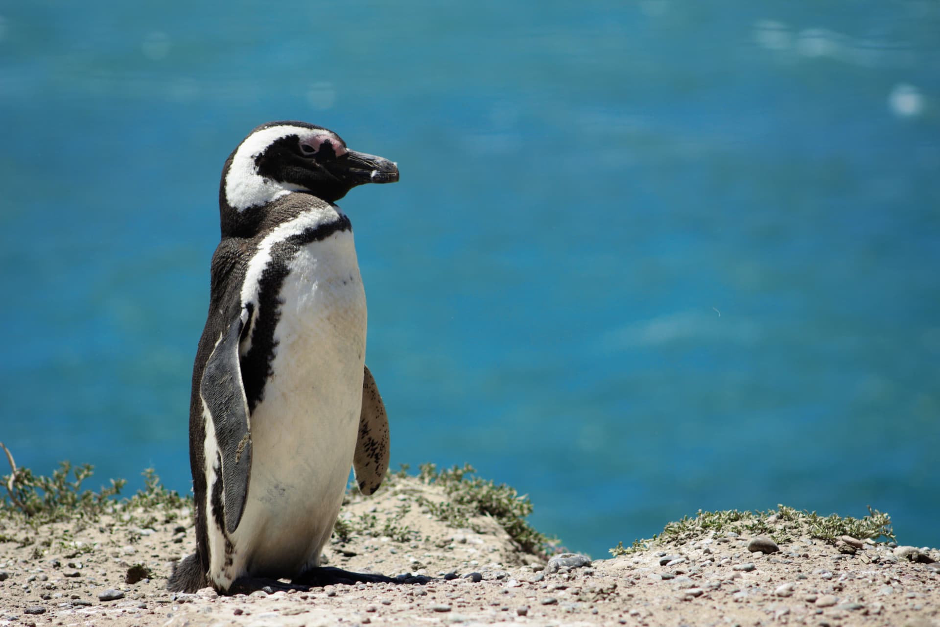 Phillip Island Nature Parks - Penguin Parade Ticket - სურათი 2