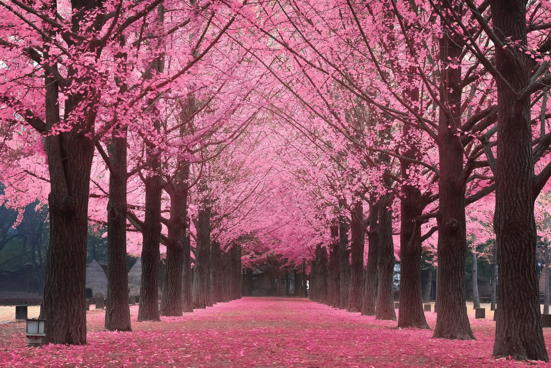 Nami Island, Petite France, Garden of Morning Calm, and Gangchon Rail Bike Tour from Seoul - სურათი 5