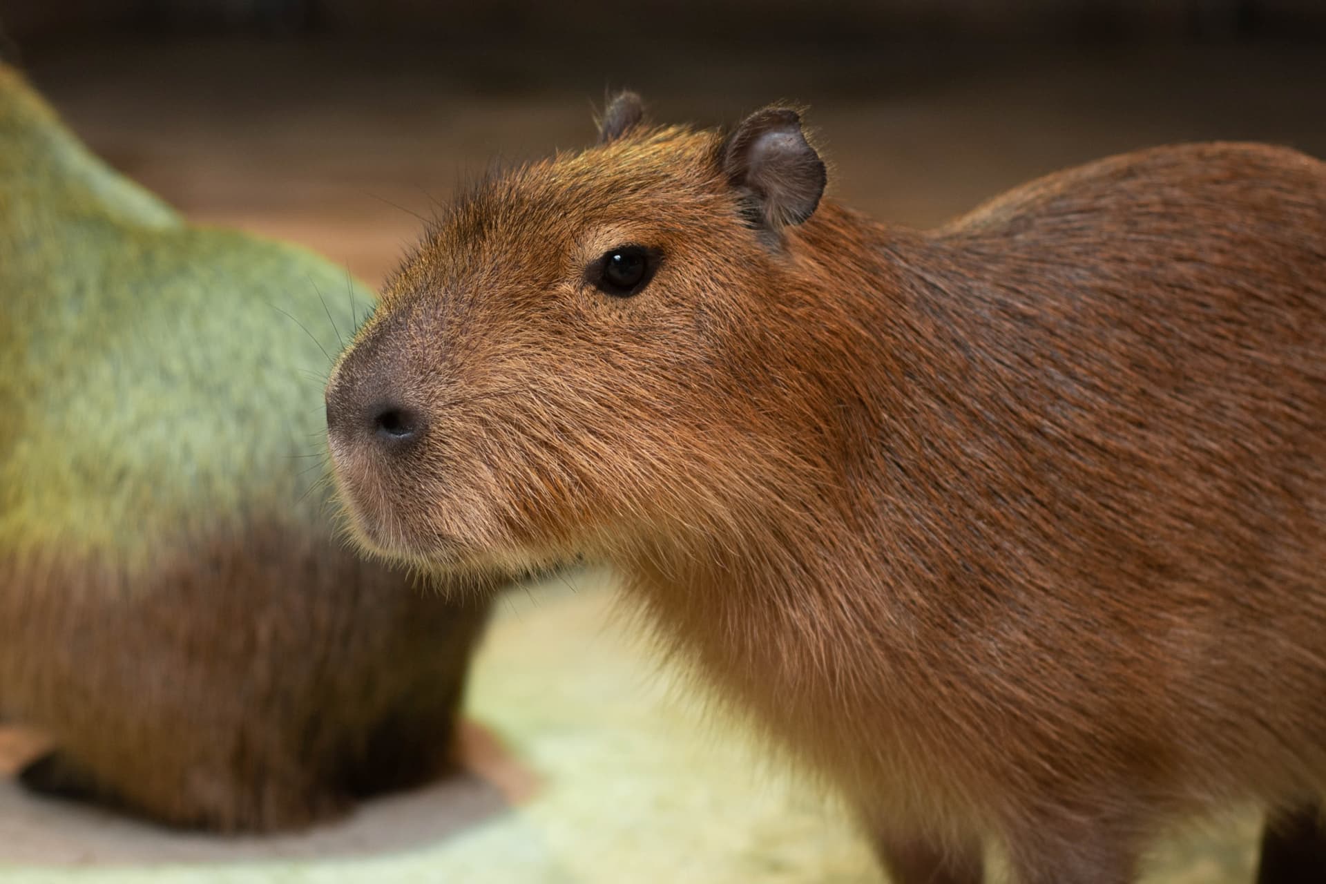 Just Farm Indoor Zoo Kuala Lumpur  (Previously Known As Just Pets Megastore) - სურათი 9
