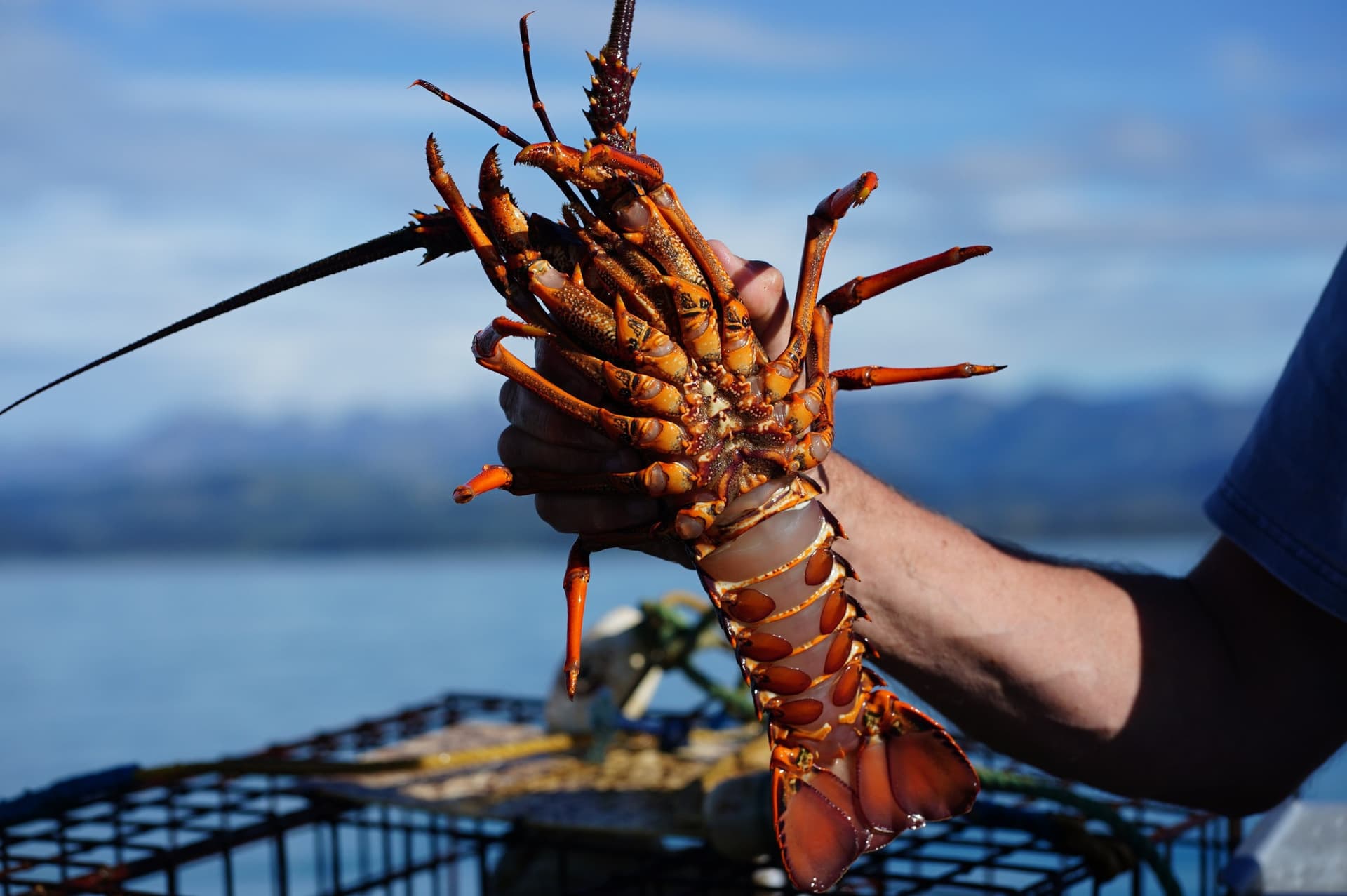 Fishing and Crayfish Trip from Kaikoura - სურათი 5