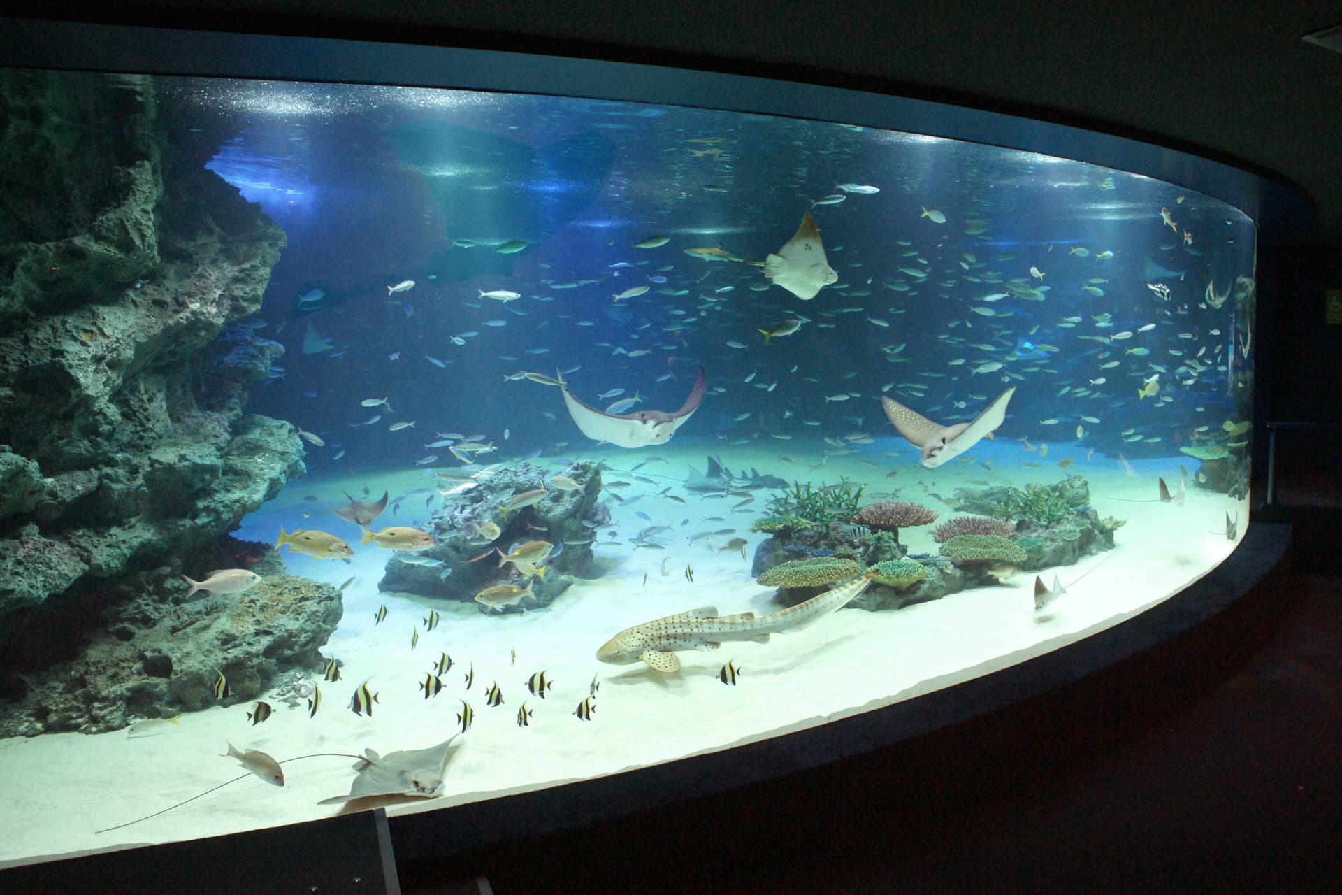 Tokyo Sunshine Aquarium - სურათი 4