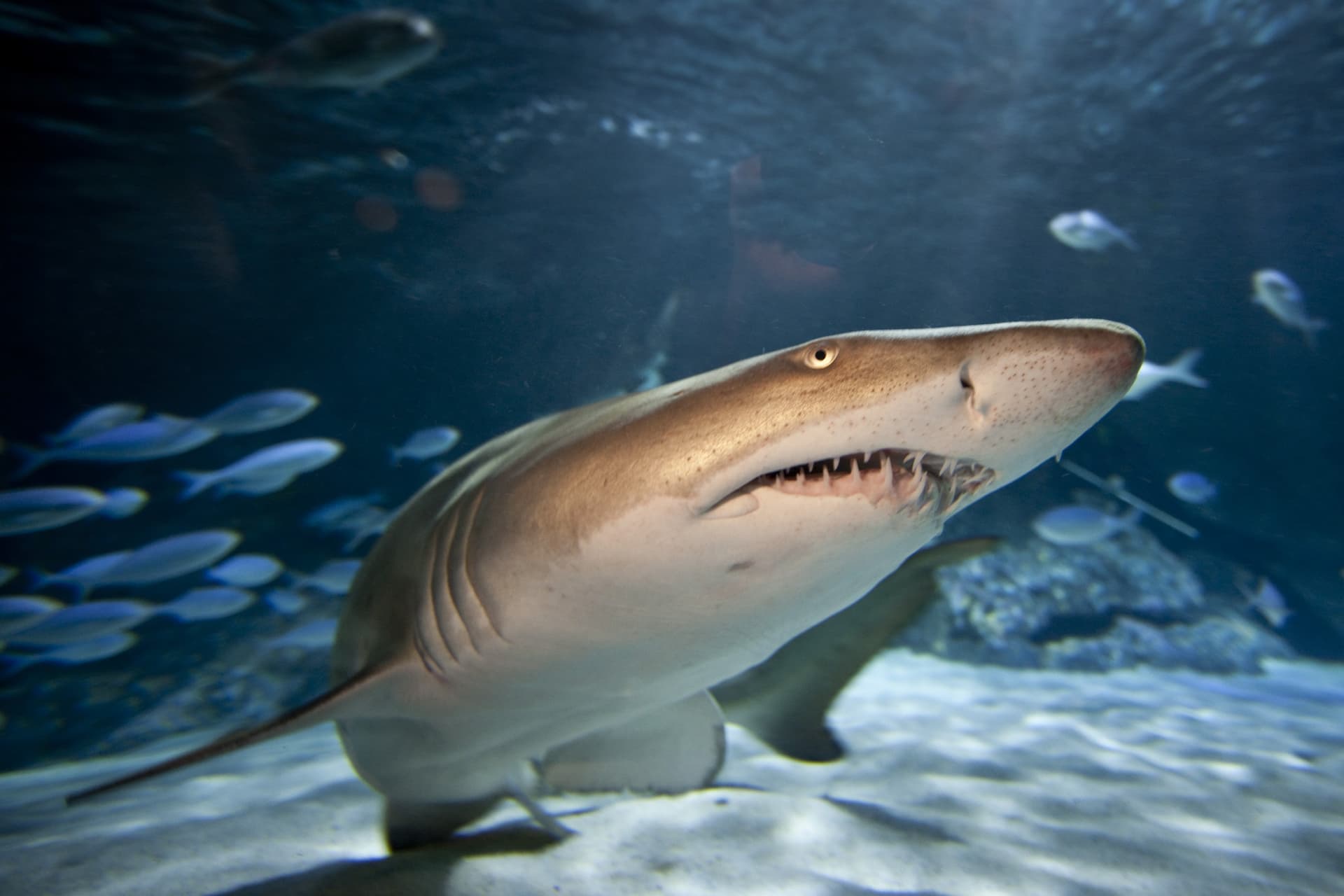 SEA LIFE Kelly Tarlton's Aquarium Ticket - სურათი 5