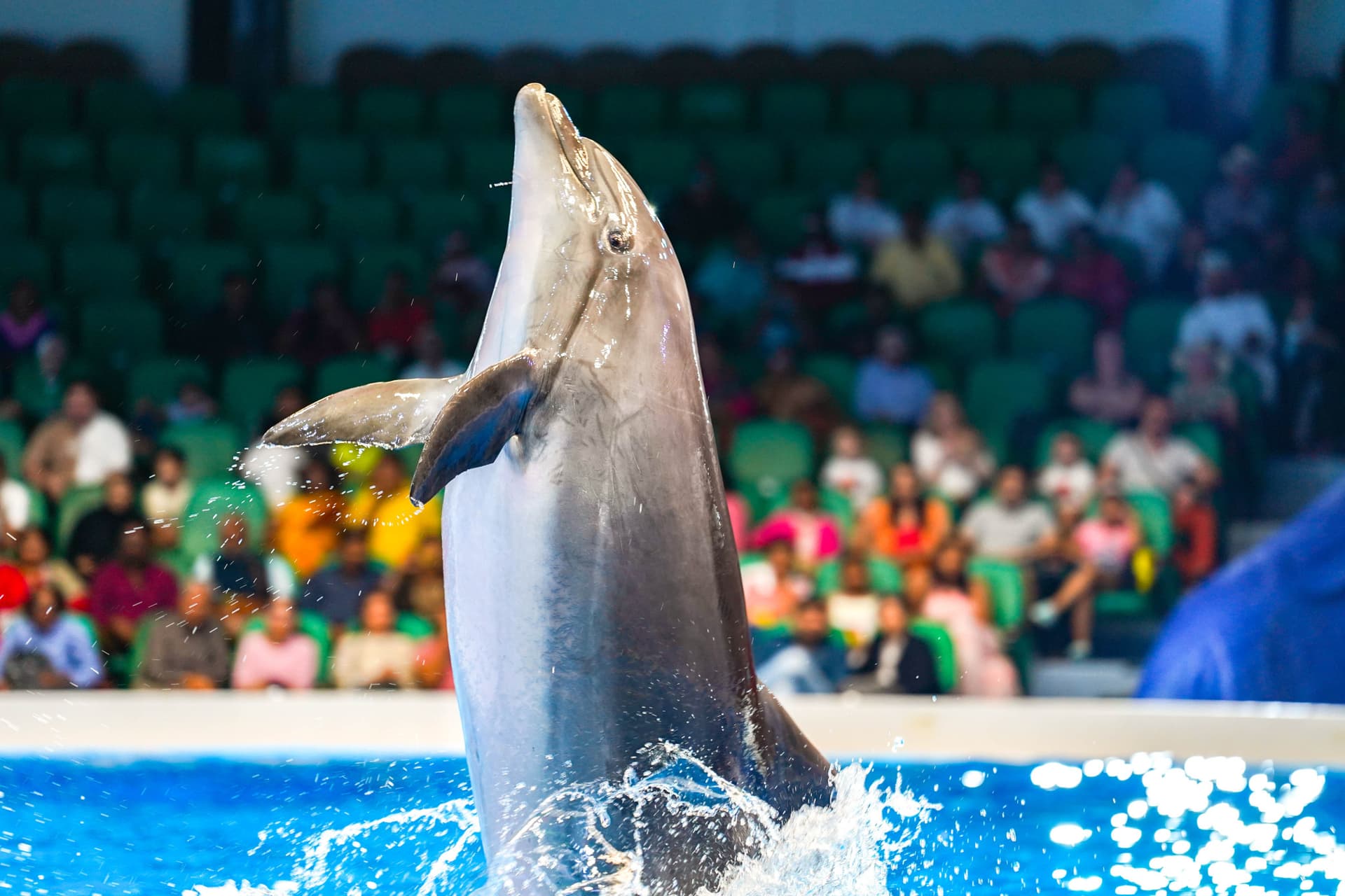 Dubai Dolphinarium Ticket - სურათი 3