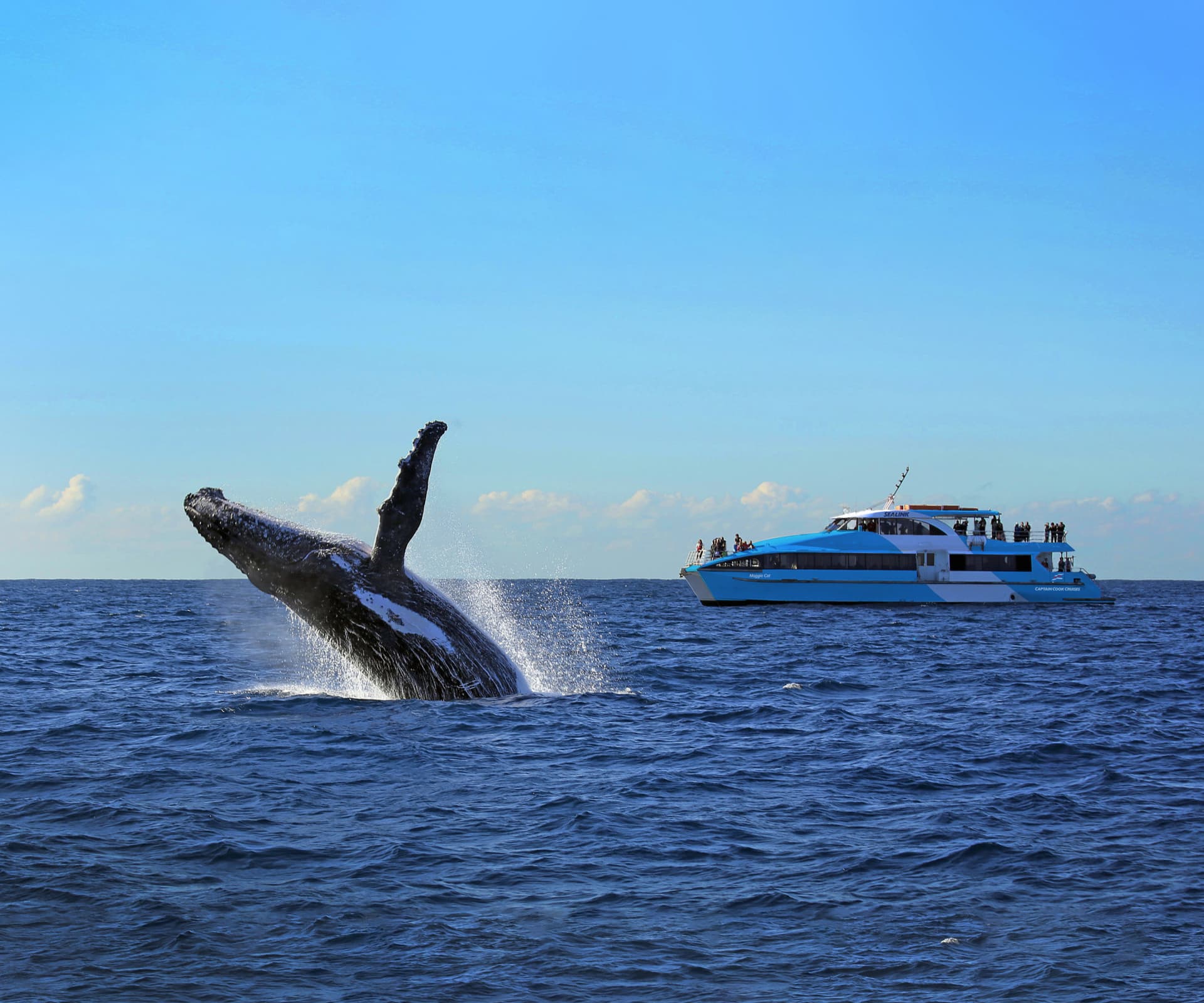 Sydney Harbour Whale Watching Cruise aboard Captain Cook Cruises - სურათი 4