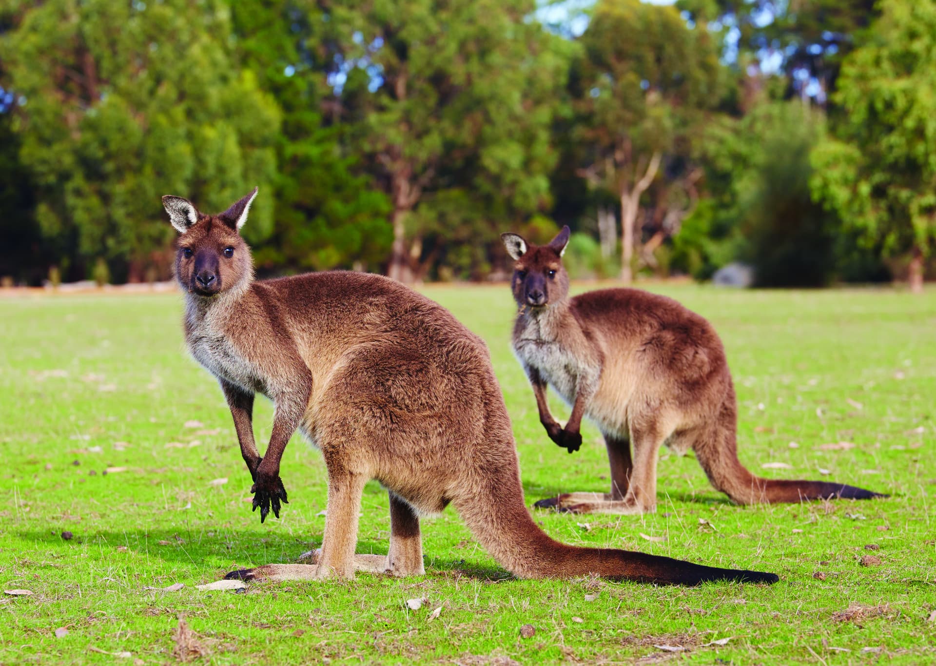 Kangaroo Island Tour from Adelaide - მთავარი სურათი
