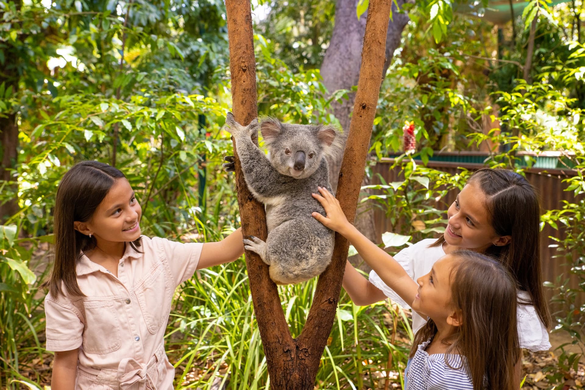 Currumbin Wildlife Sanctuary Gold Coast Ticket - მთავარი სურათი