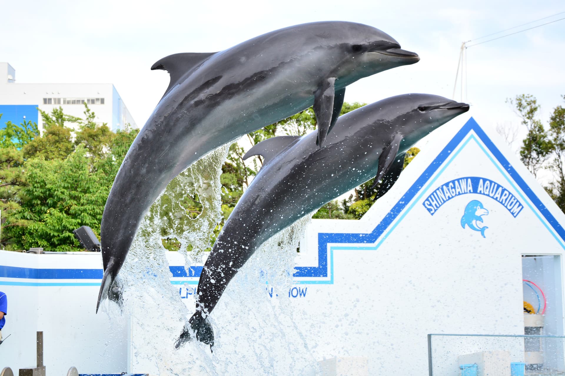 Shinagawa Aquarium Ticket - სურათი 5