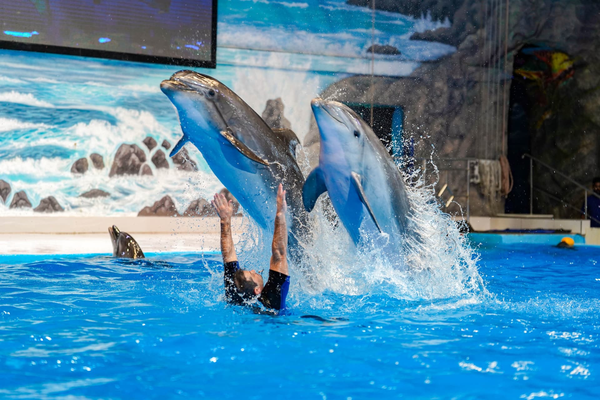 Dubai Dolphinarium Ticket - სურათი 2