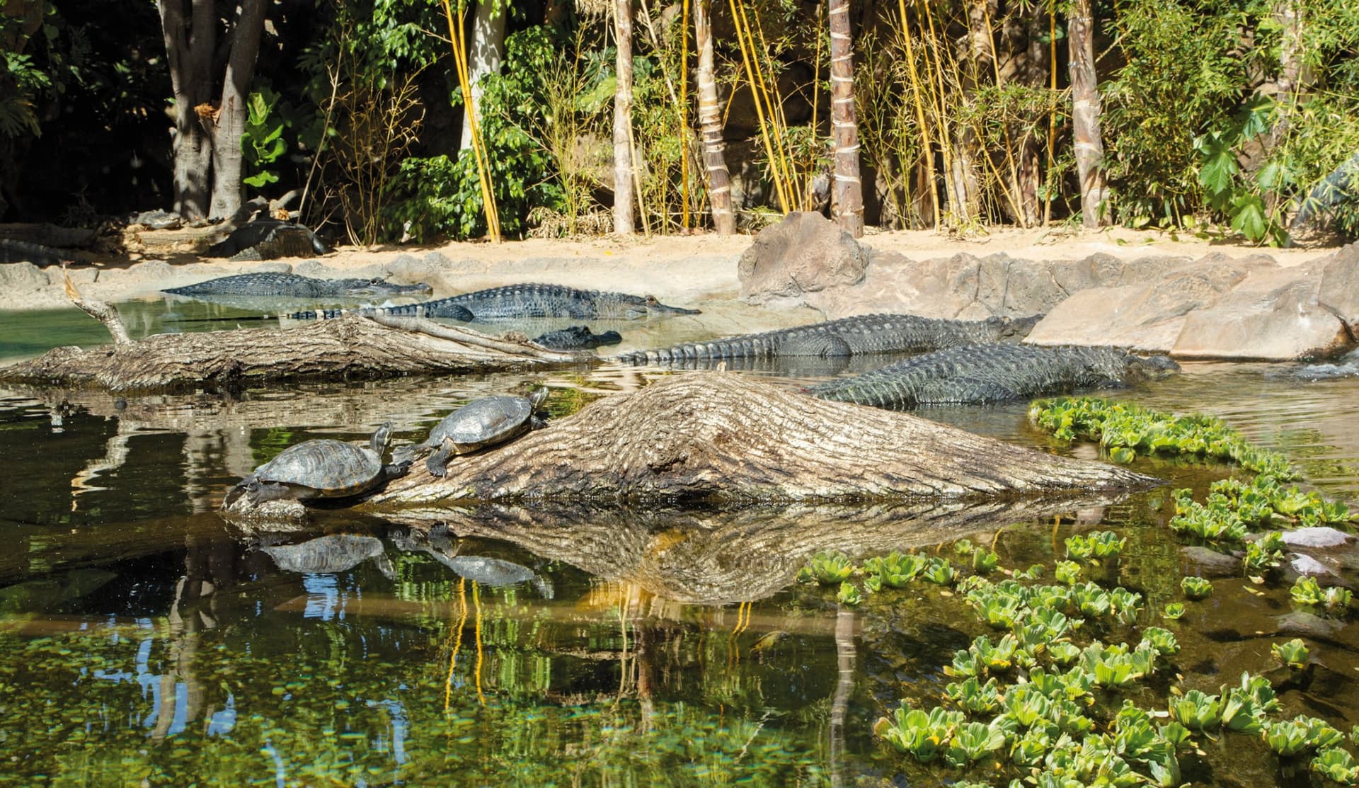 Loro Parque Ticket - სურათი 7