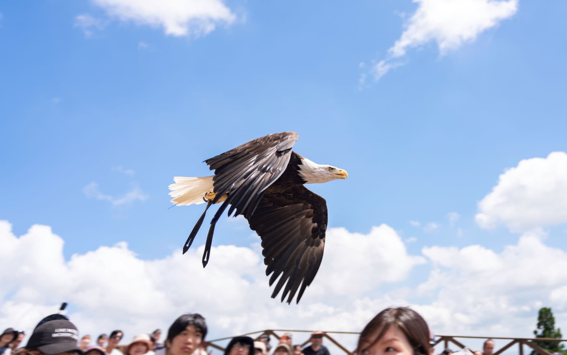 Nasu Animal Kingdom Ticket - სურათი 8