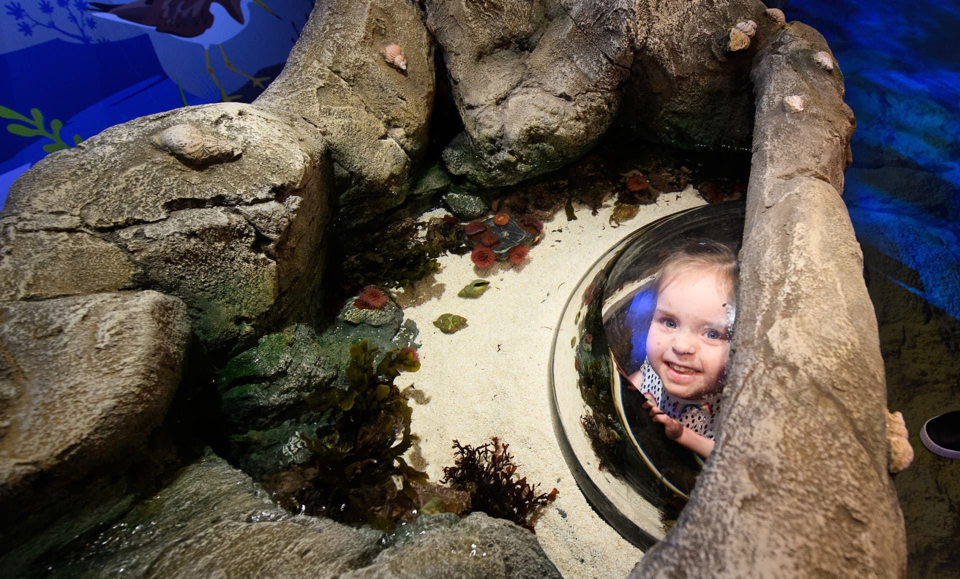 SEA LIFE London Aquarium Ticket - სურათი 17