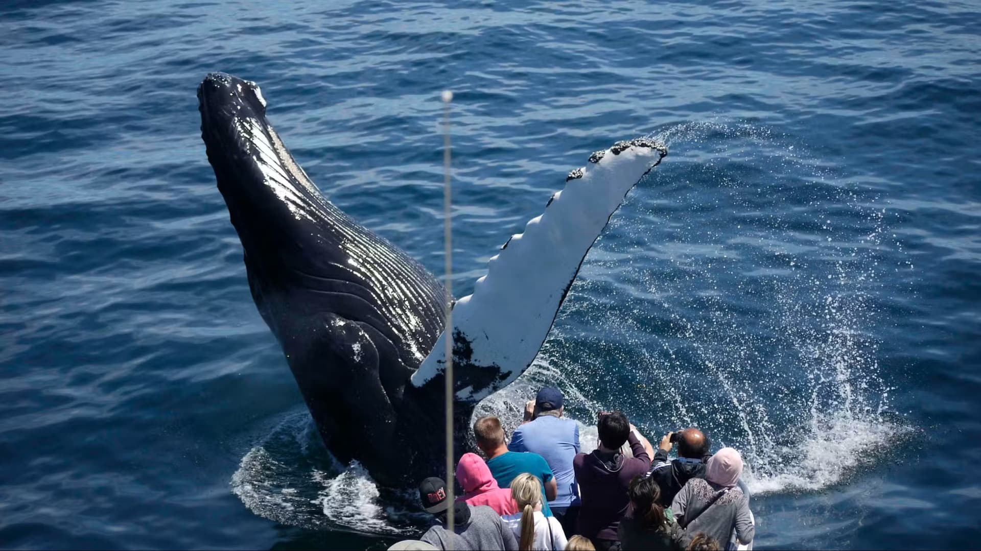 Boston Harbor Whale Watch Cruise - სურათი 7