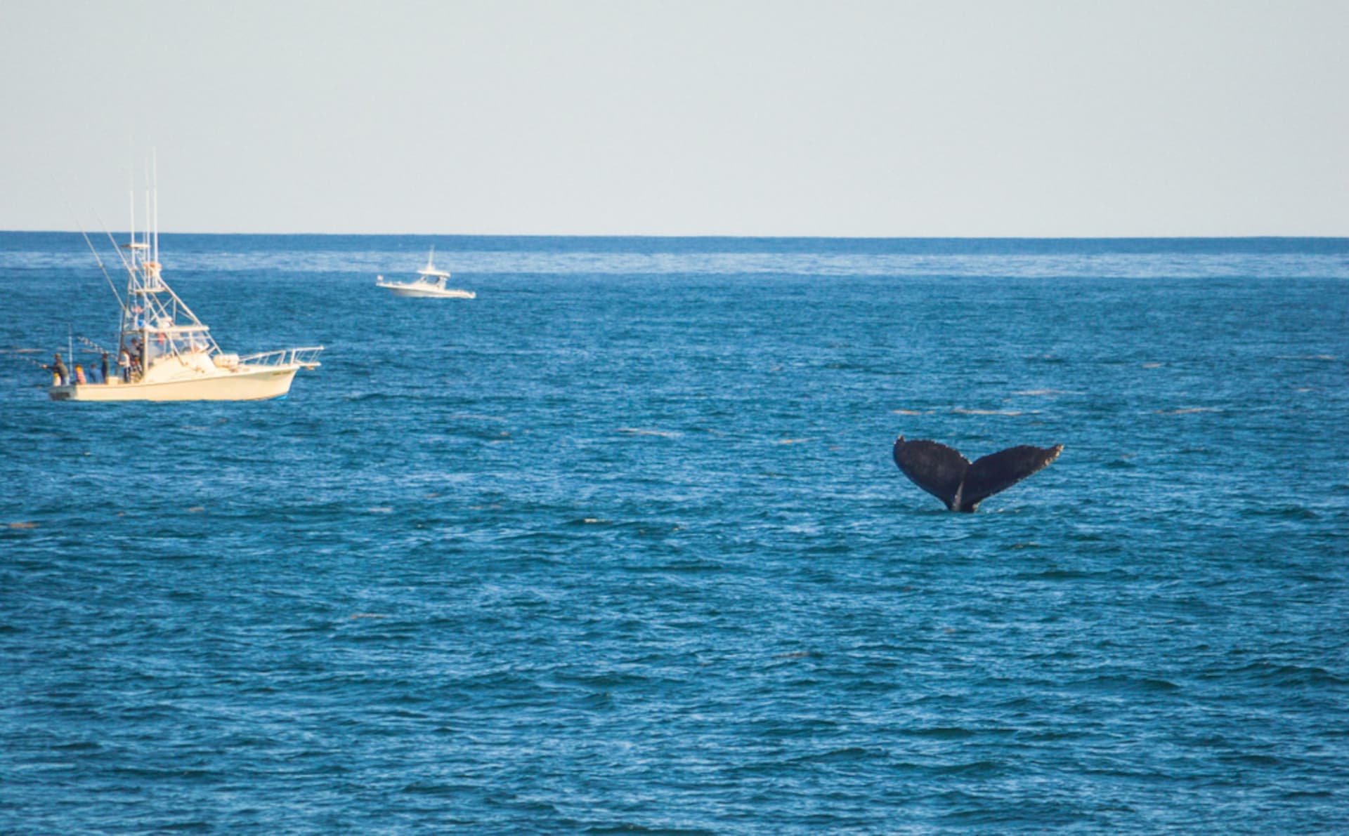 Boston Harbor Whale Watch Cruise - სურათი 2