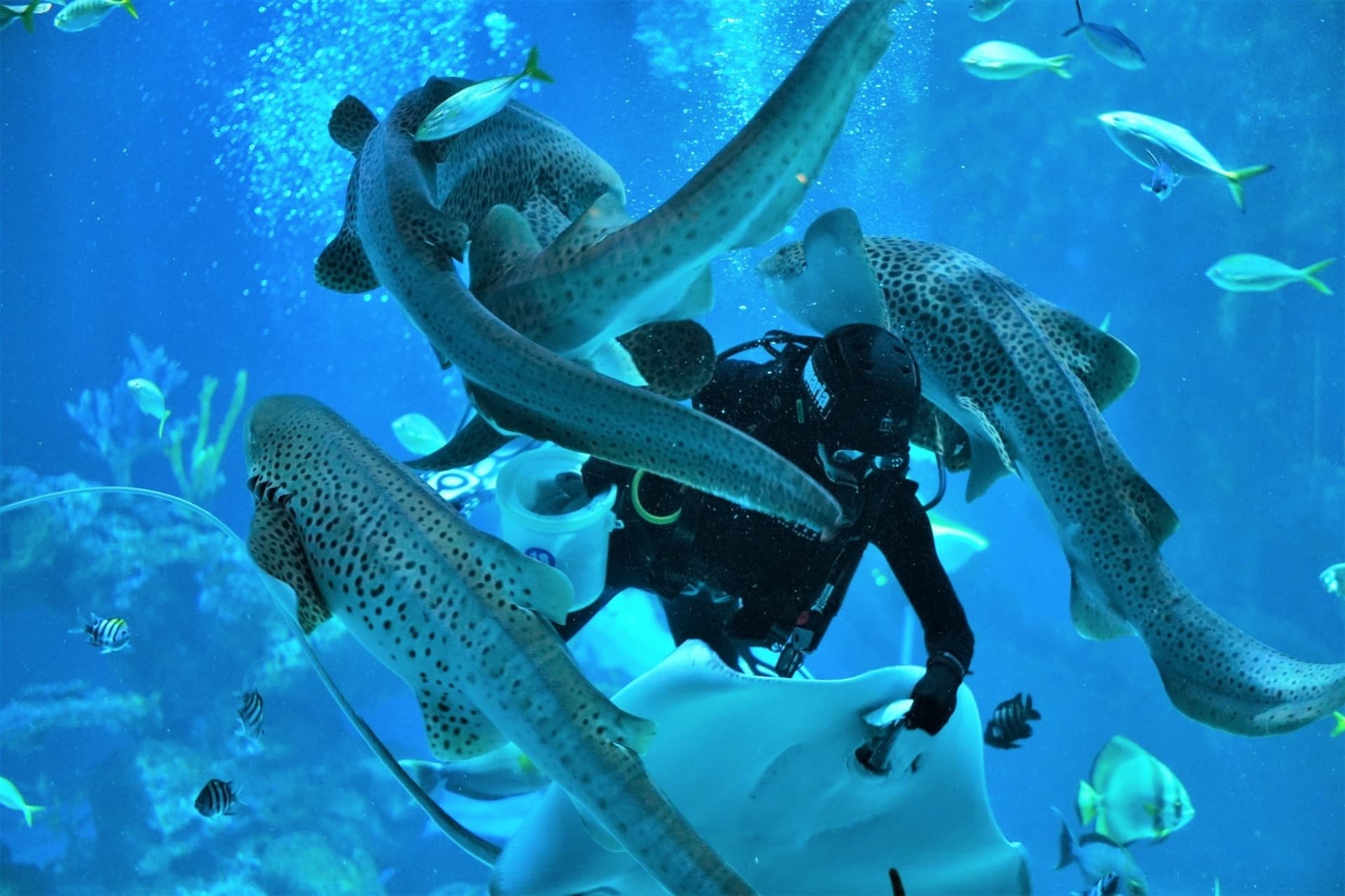 Aquaria Phuket - სურათი 19