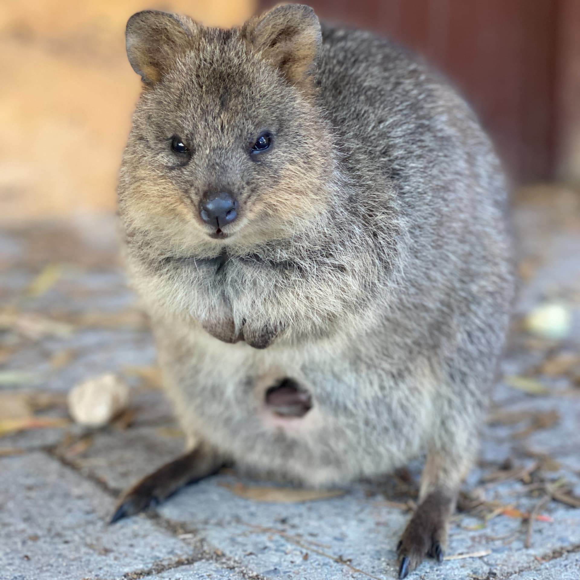 Rottnest Island Bayseeker Bus Tour with Round Trip SeaLink Ferry Transfer - მთავარი სურათი