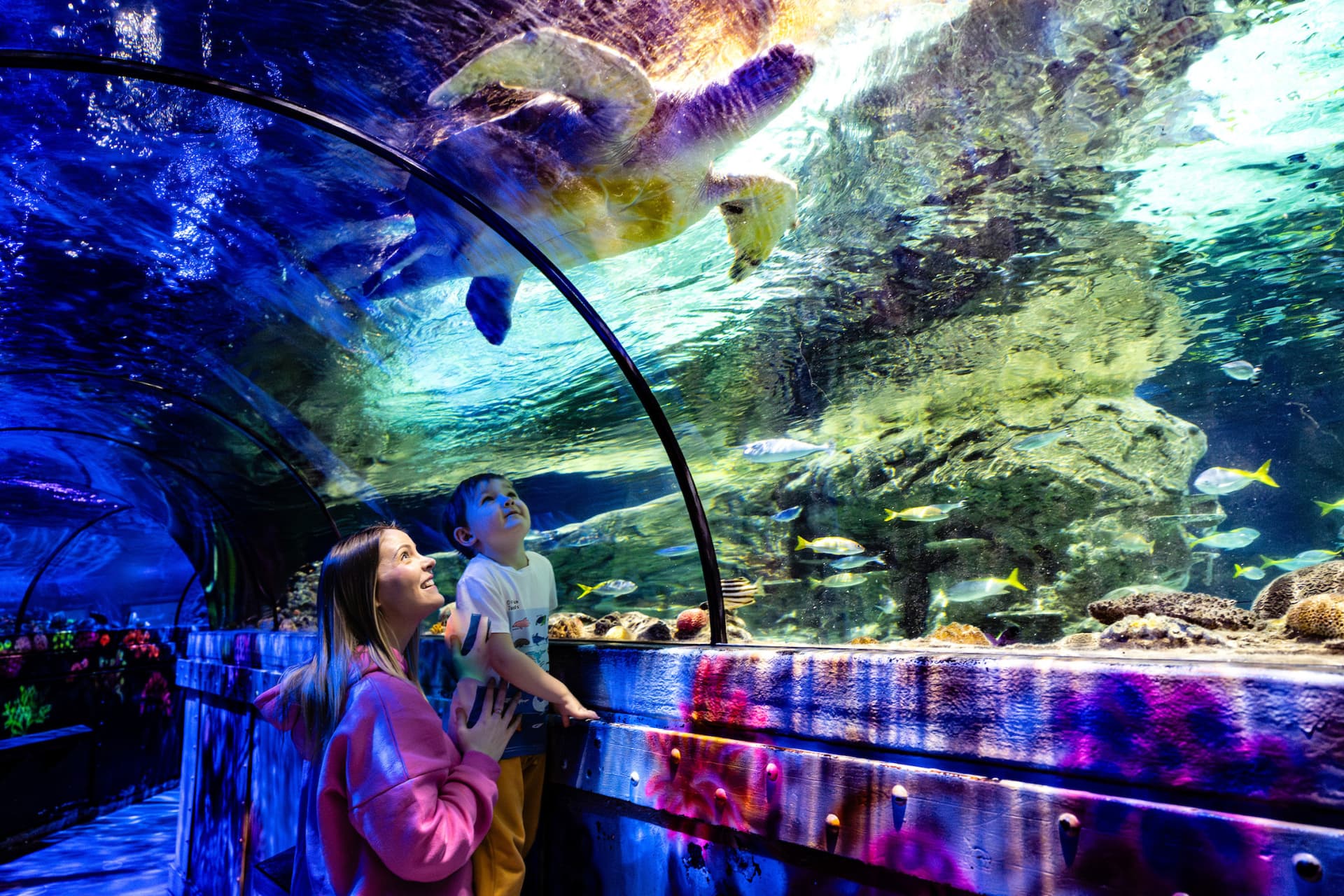 SEA LIFE Brighton Ticket - სურათი 6