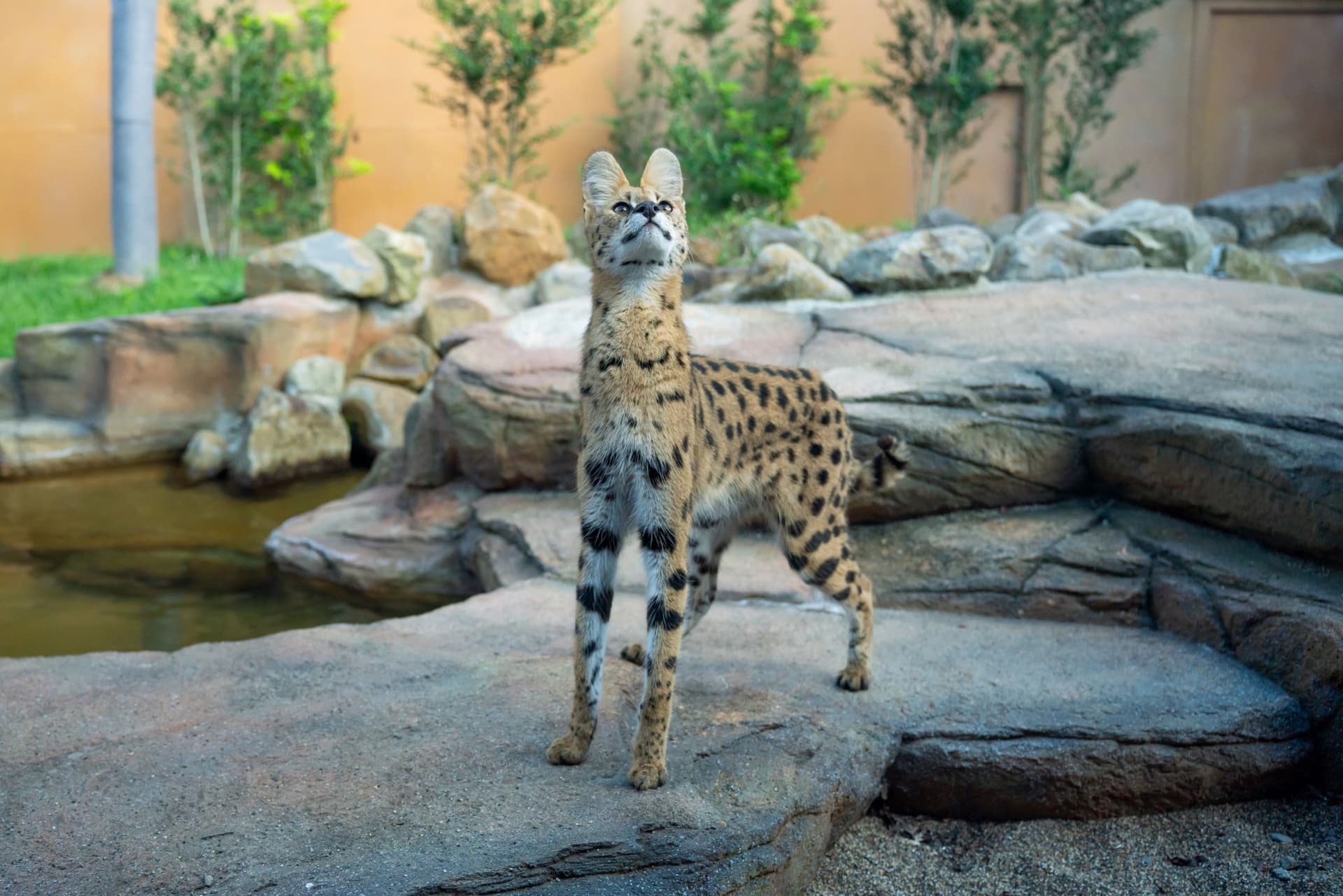 Nasu Animal Kingdom Ticket - მთავარი სურათი