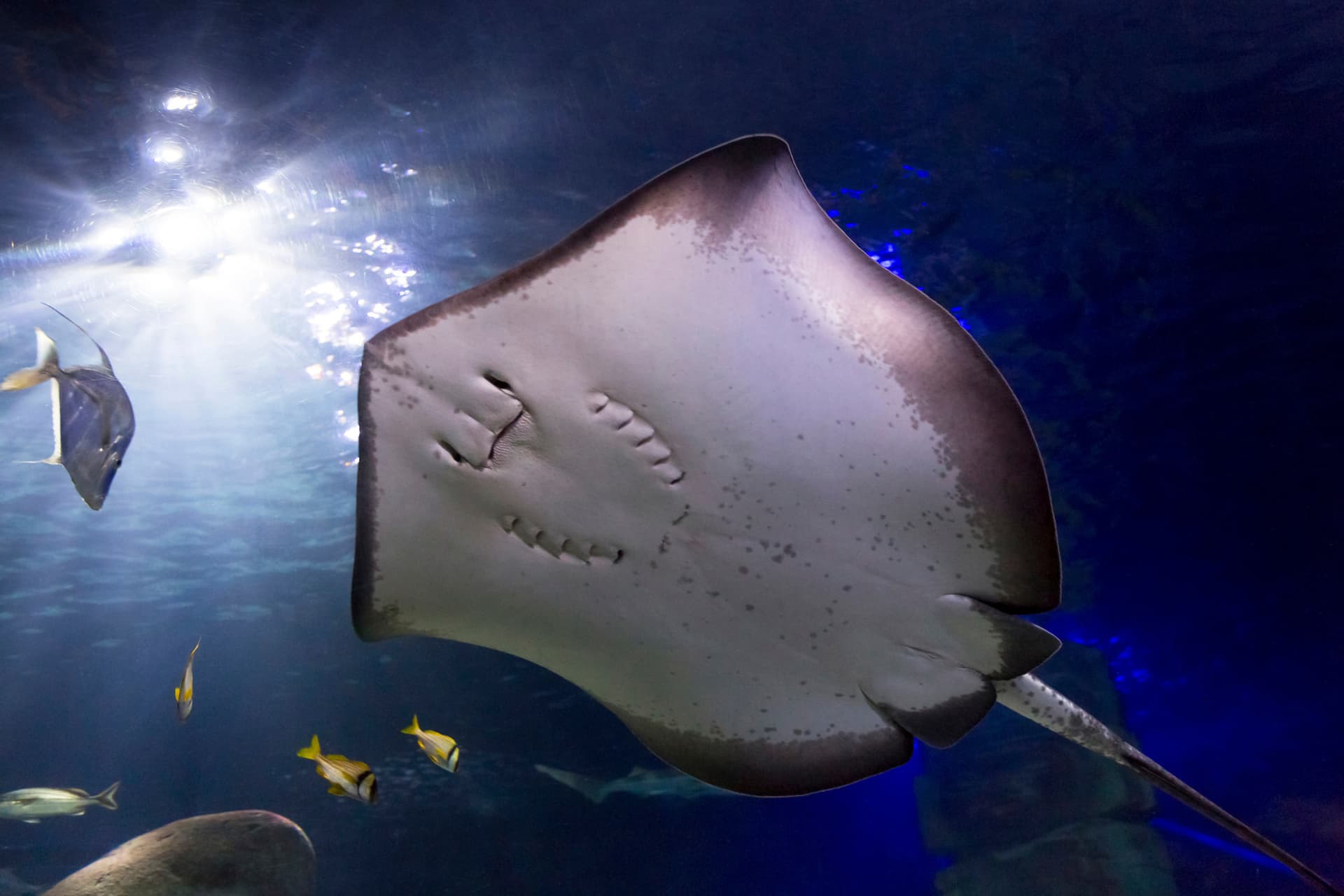 SEA LIFE Konstanz Aquarium Ticket - სურათი 10