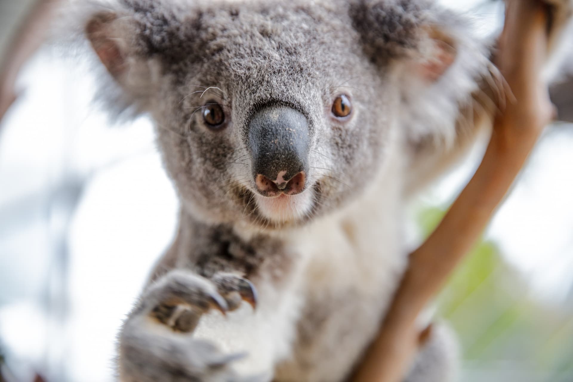 WILD LIFE Sydney Zoo Direct Entry Ticket - სურათი 6