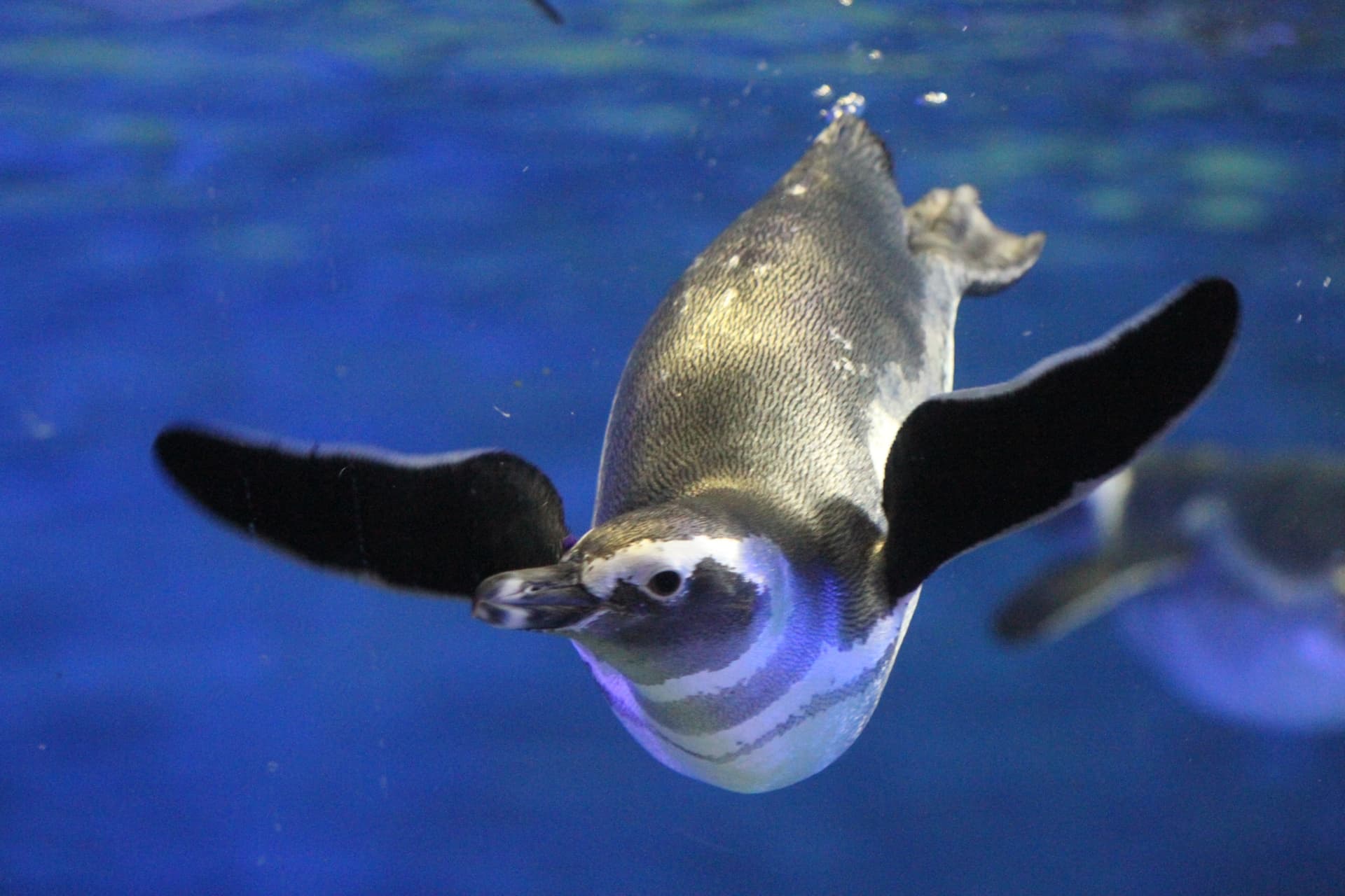 COMBO: Tokyo Skytree + Sumida Aquarium - სურათი 4