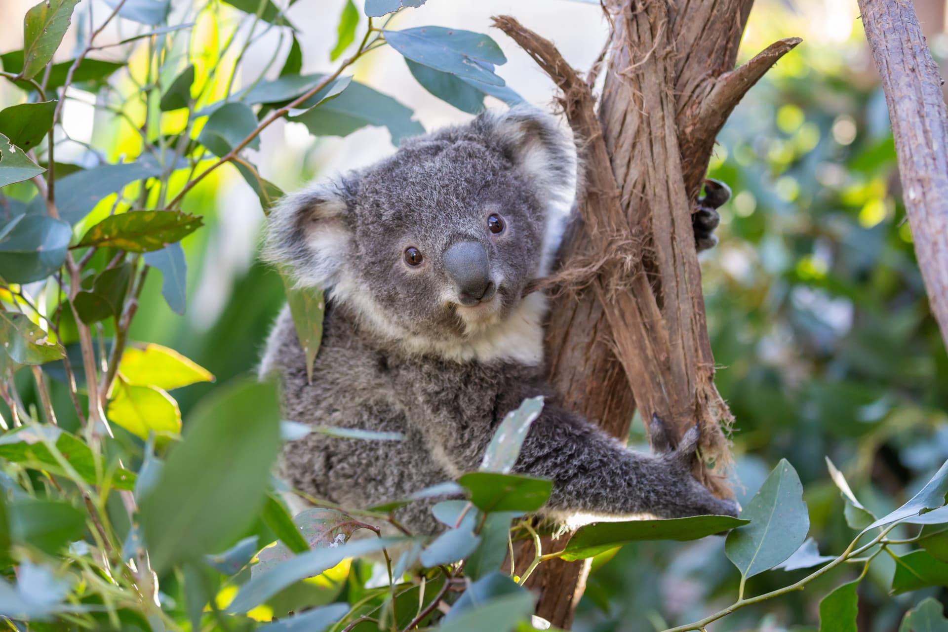 WILD LIFE Sydney Zoo Direct Entry Ticket - სურათი 4