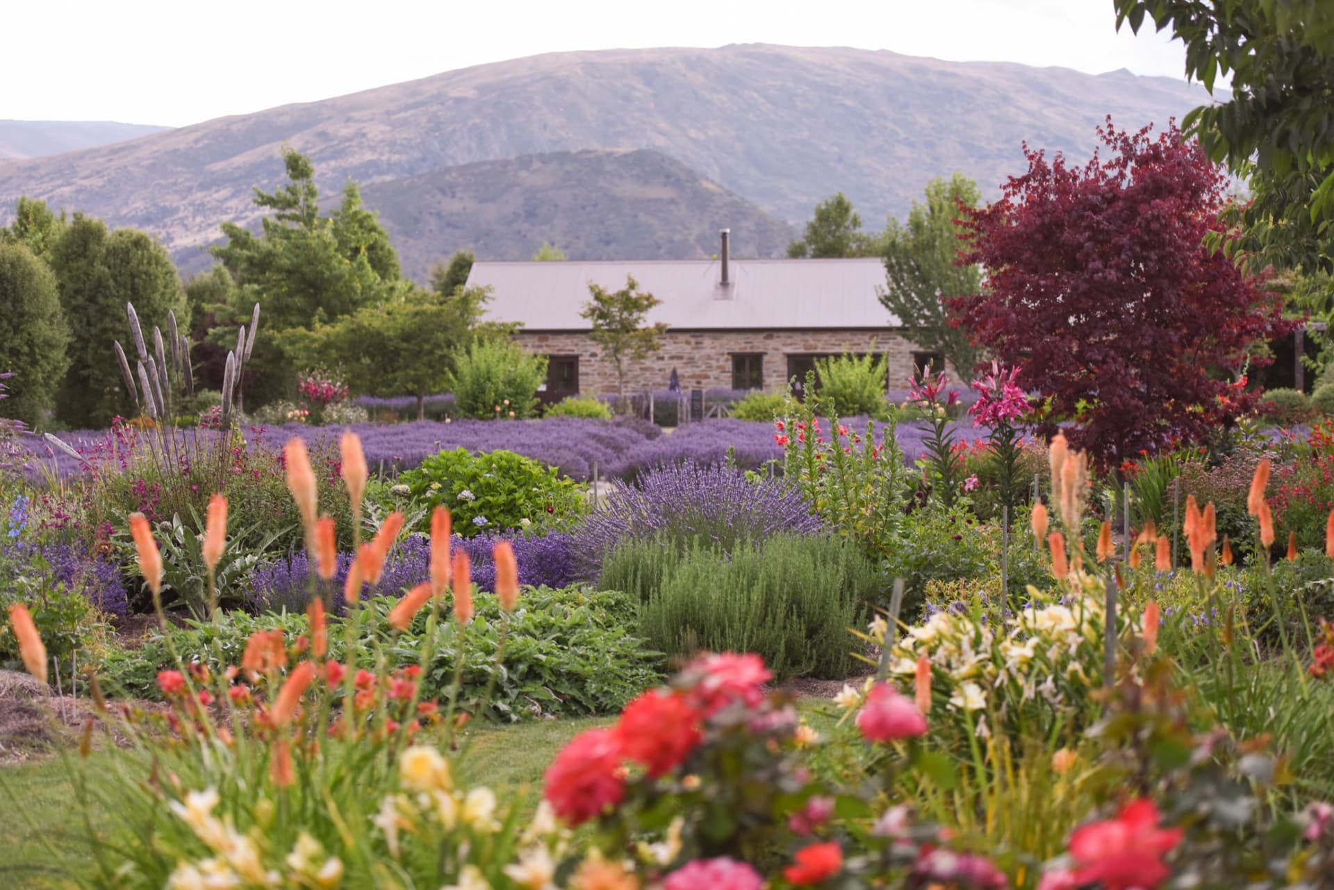 Wanaka Lavender Farm Ticket - სურათი 6