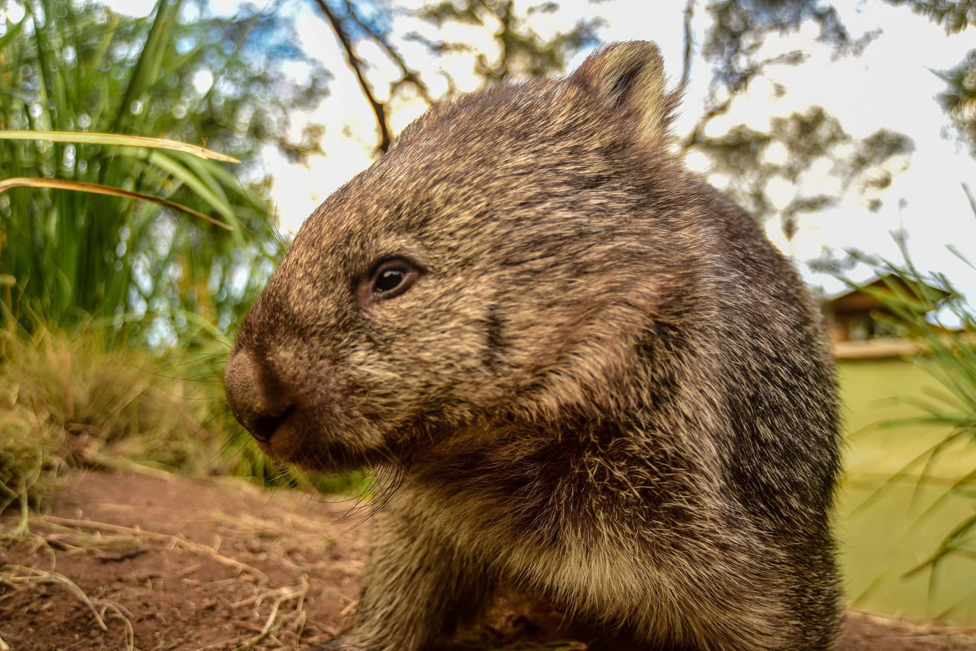 Bonorong Wildlife Sanctuary and Hobart City Tour - სურათი 21