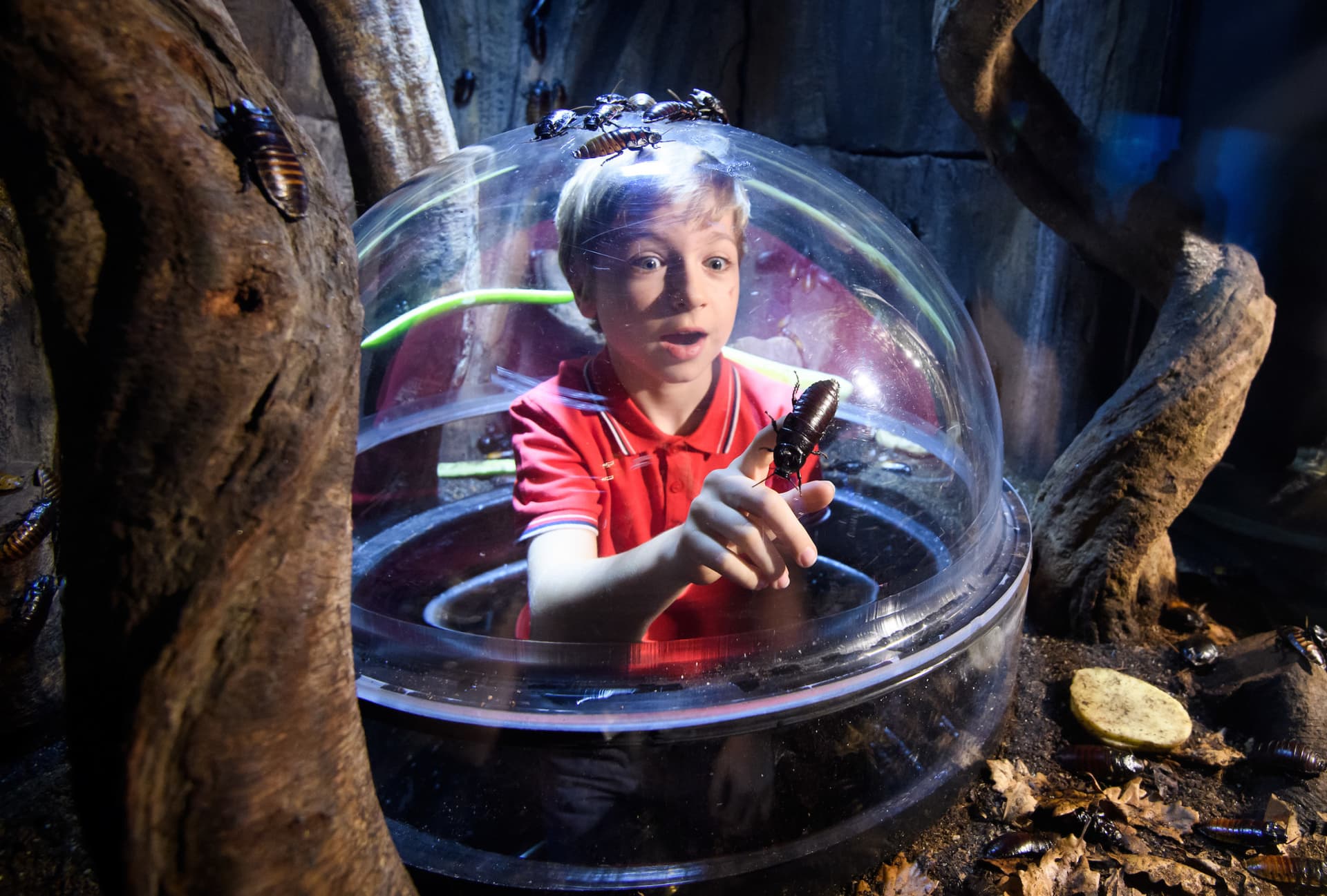 COMBO: Madame Tussauds London + SEA LIFE London Aquarium Ticket - სურათი 15