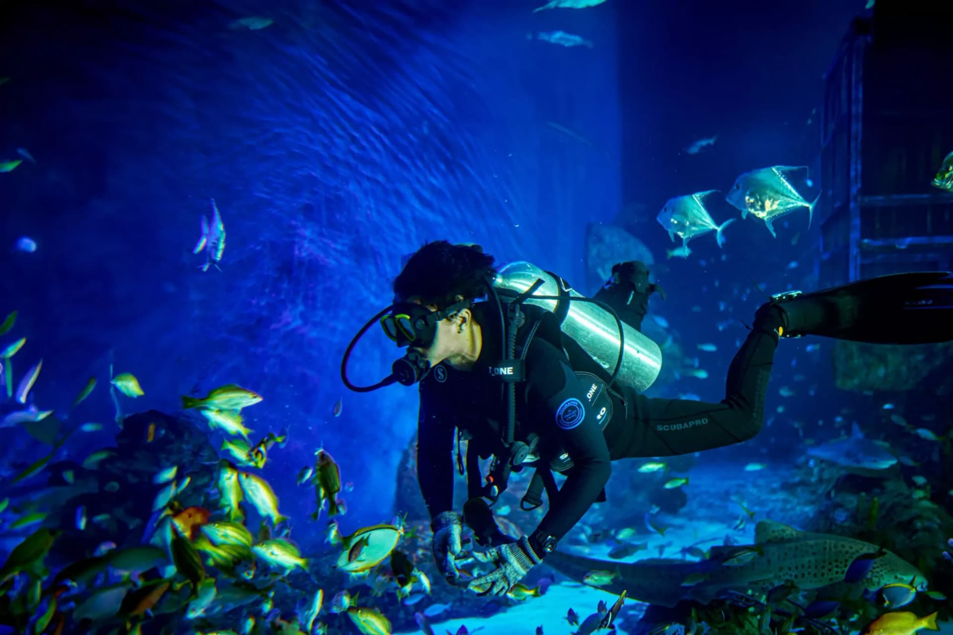 Marine Safari Bali Ticket - სურათი 4