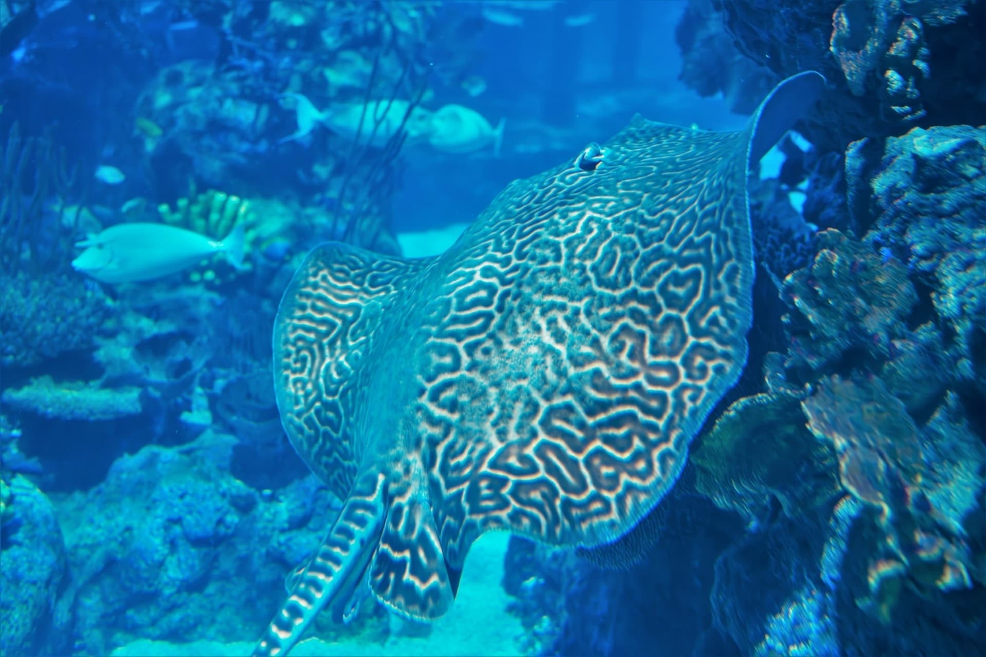 Aquaria Phuket - სურათი 20