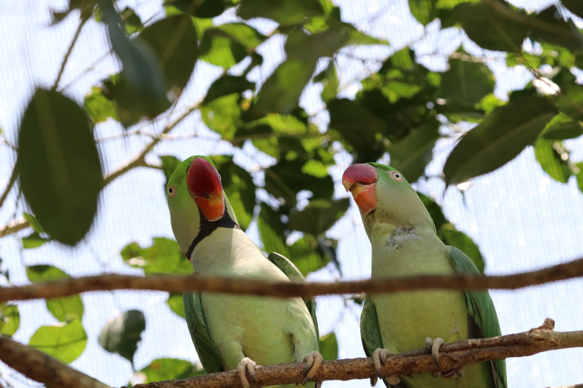 Birdworld Kuranda - სურათი 2