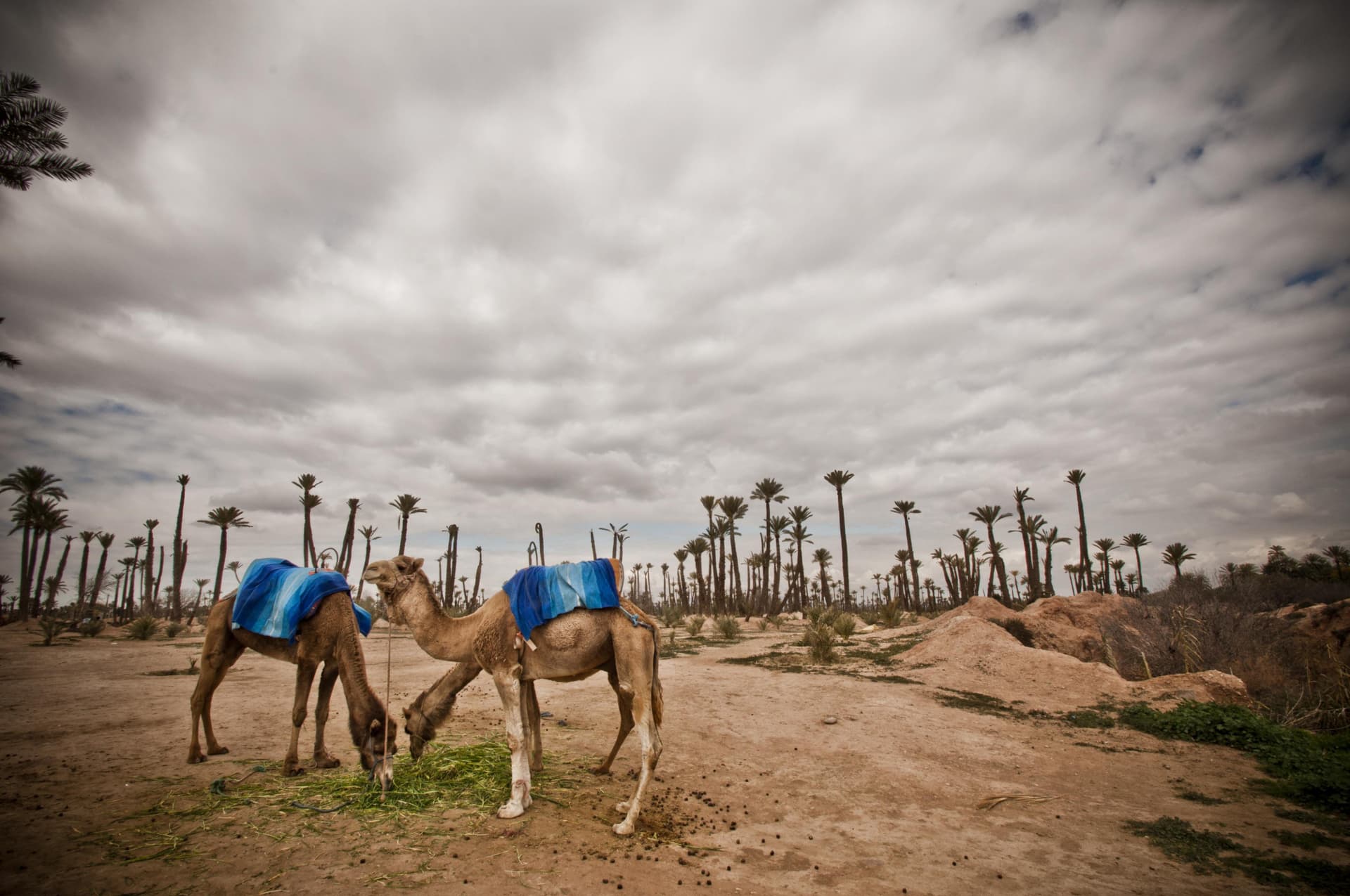 Camel Ride in Marrakech Palm Grove - სურათი 2